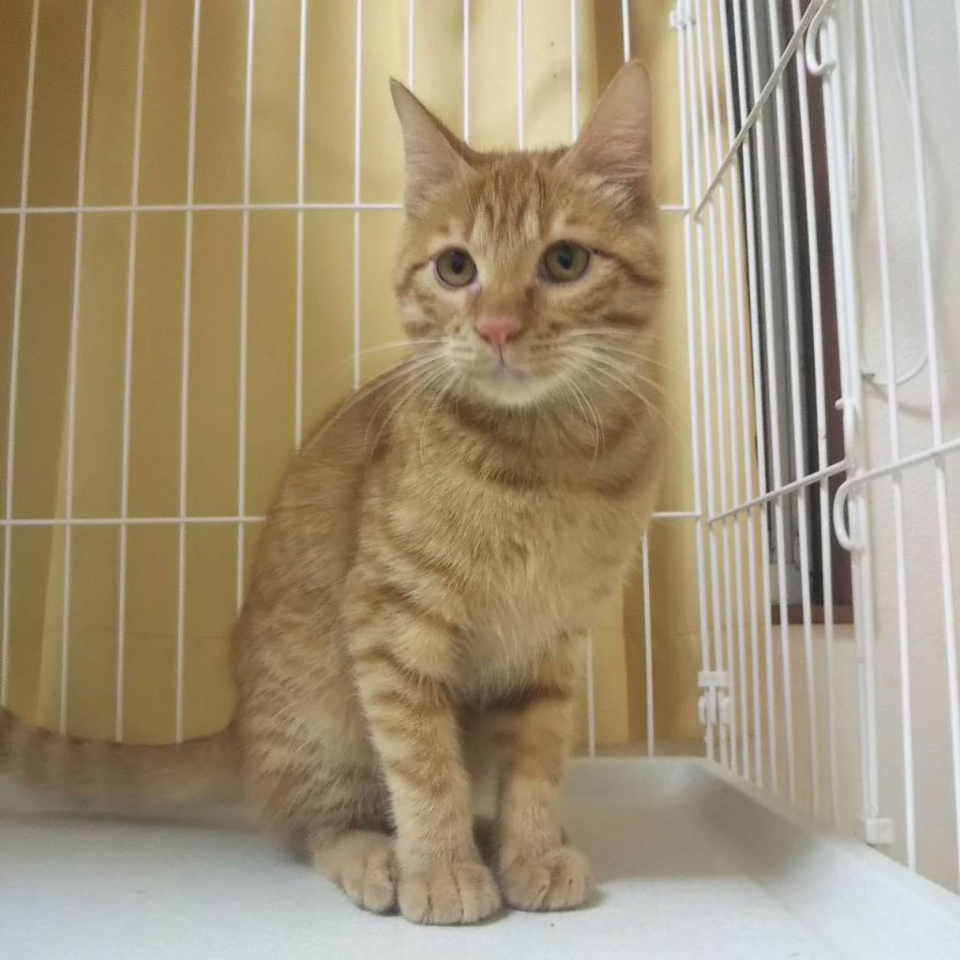 日本猫・オスの里親募集の写真