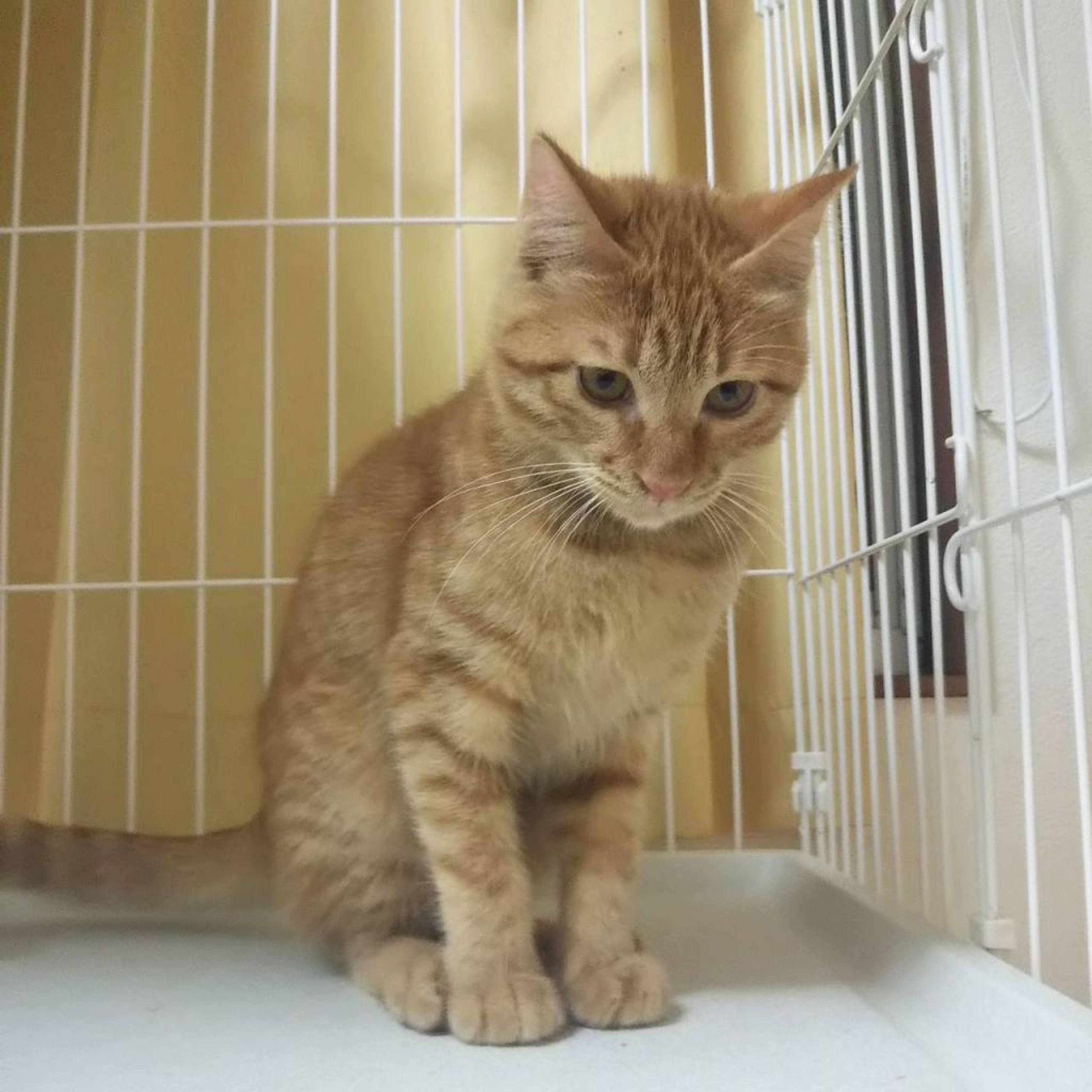 pet-image-2