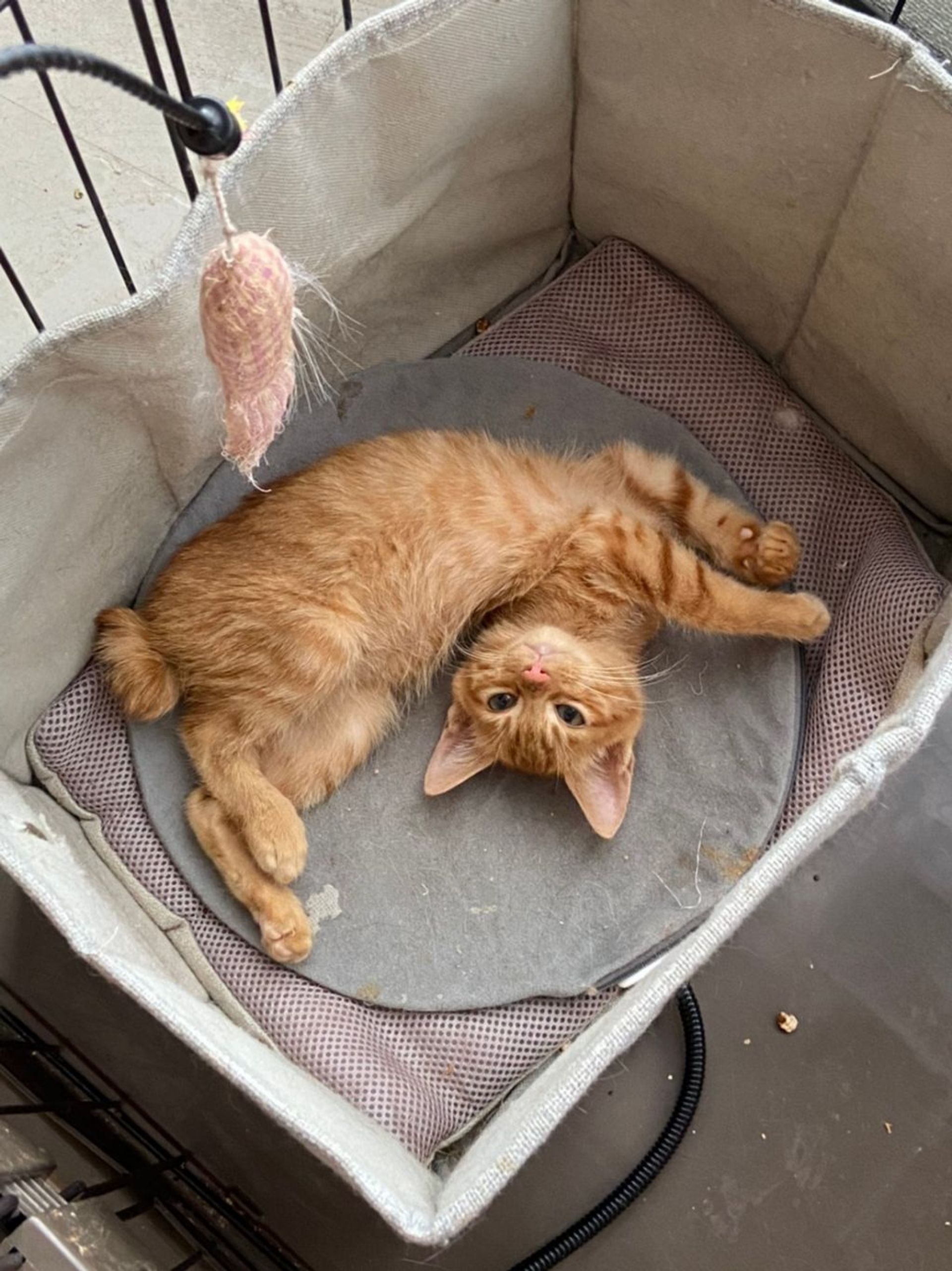 雑種（ミックス猫）・オスの里親募集の写真