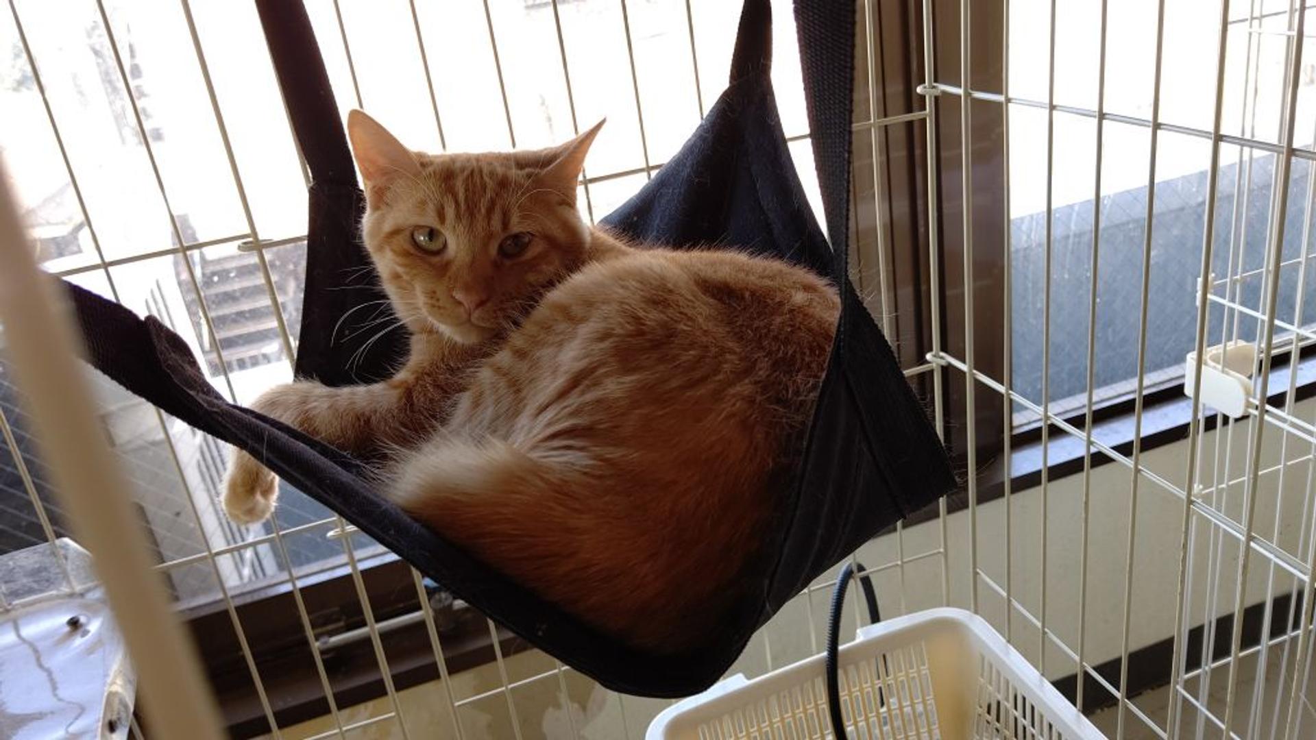 pet-image-2
