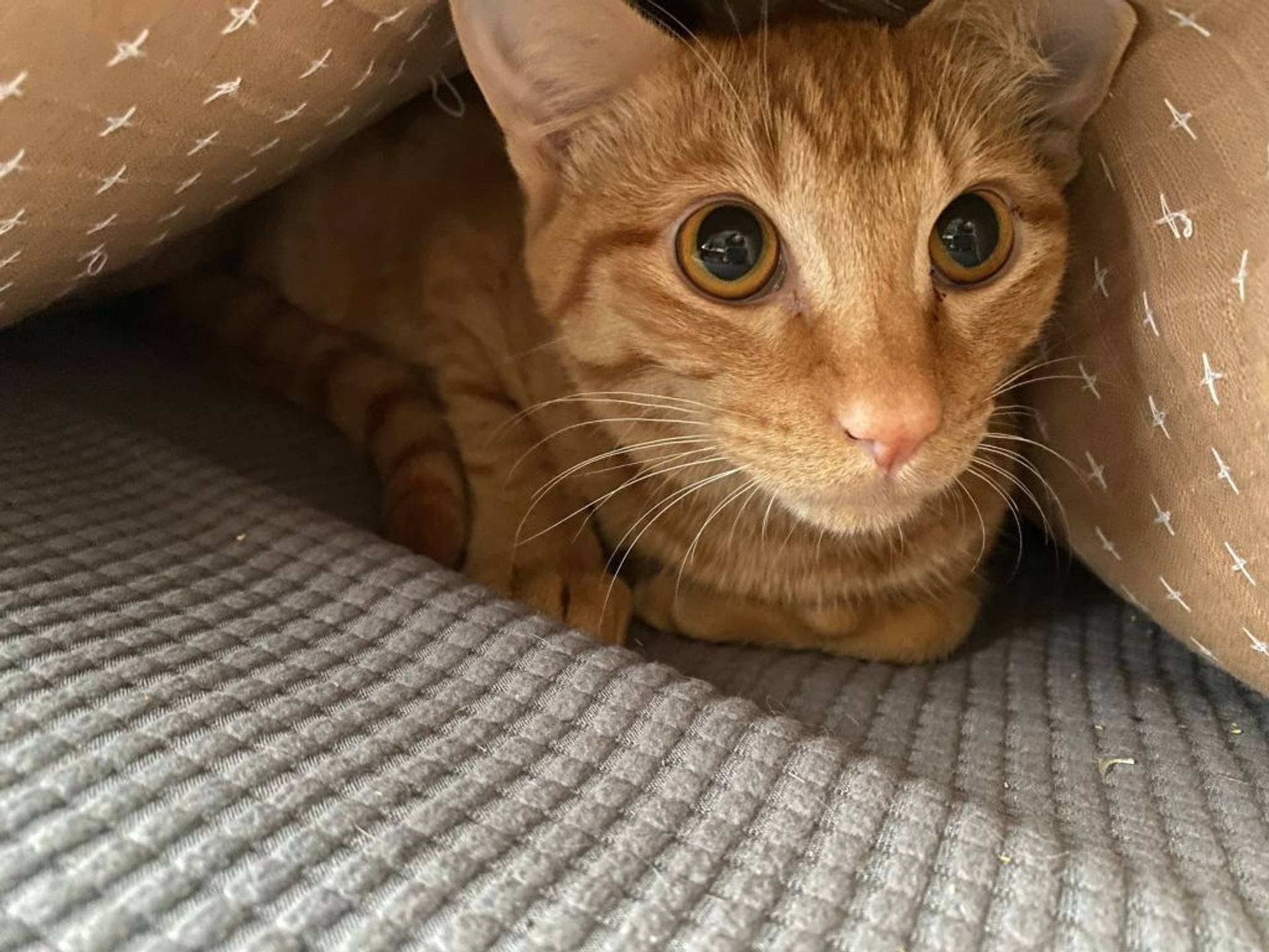 日本猫・メスの里親募集の写真