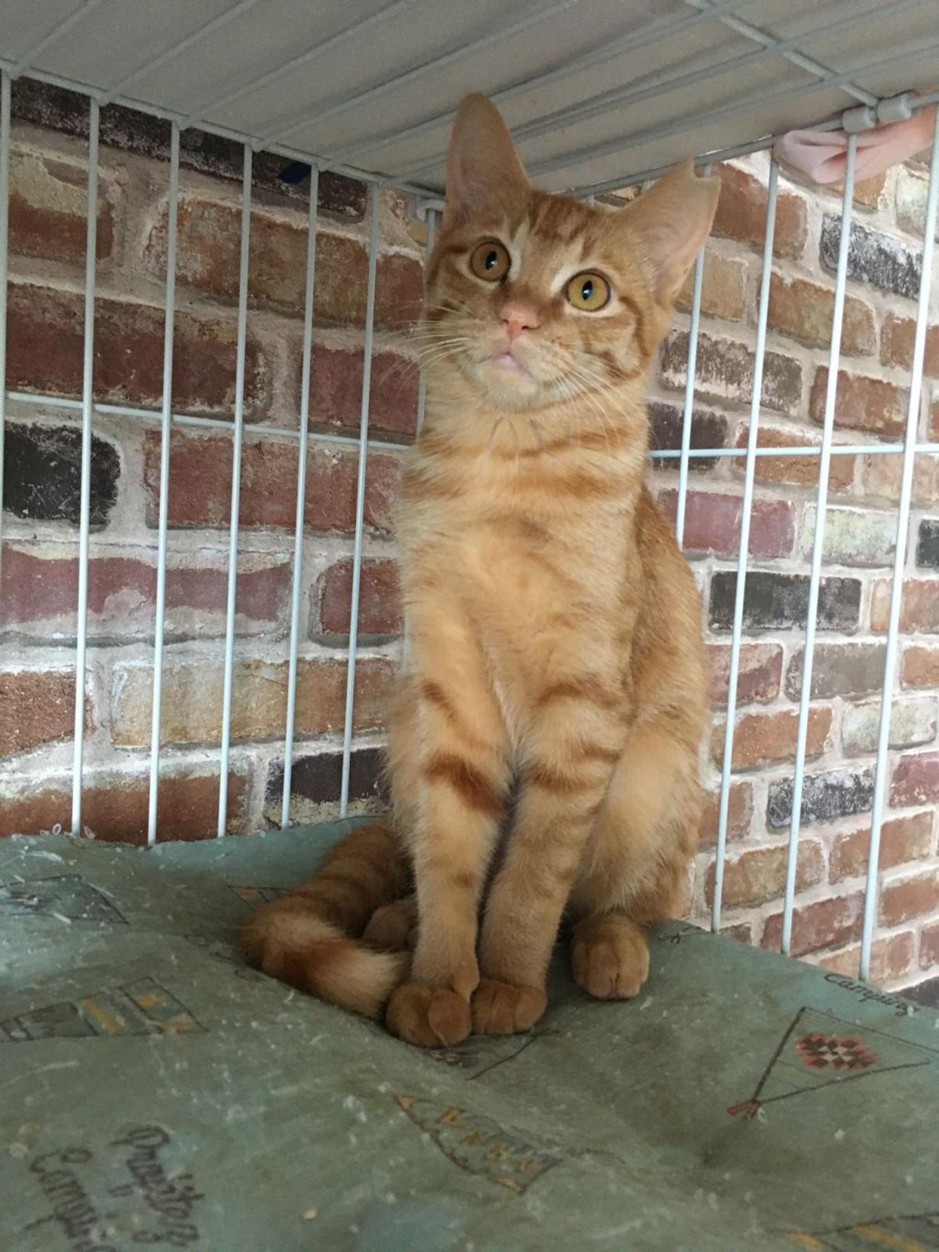 pet-image-6