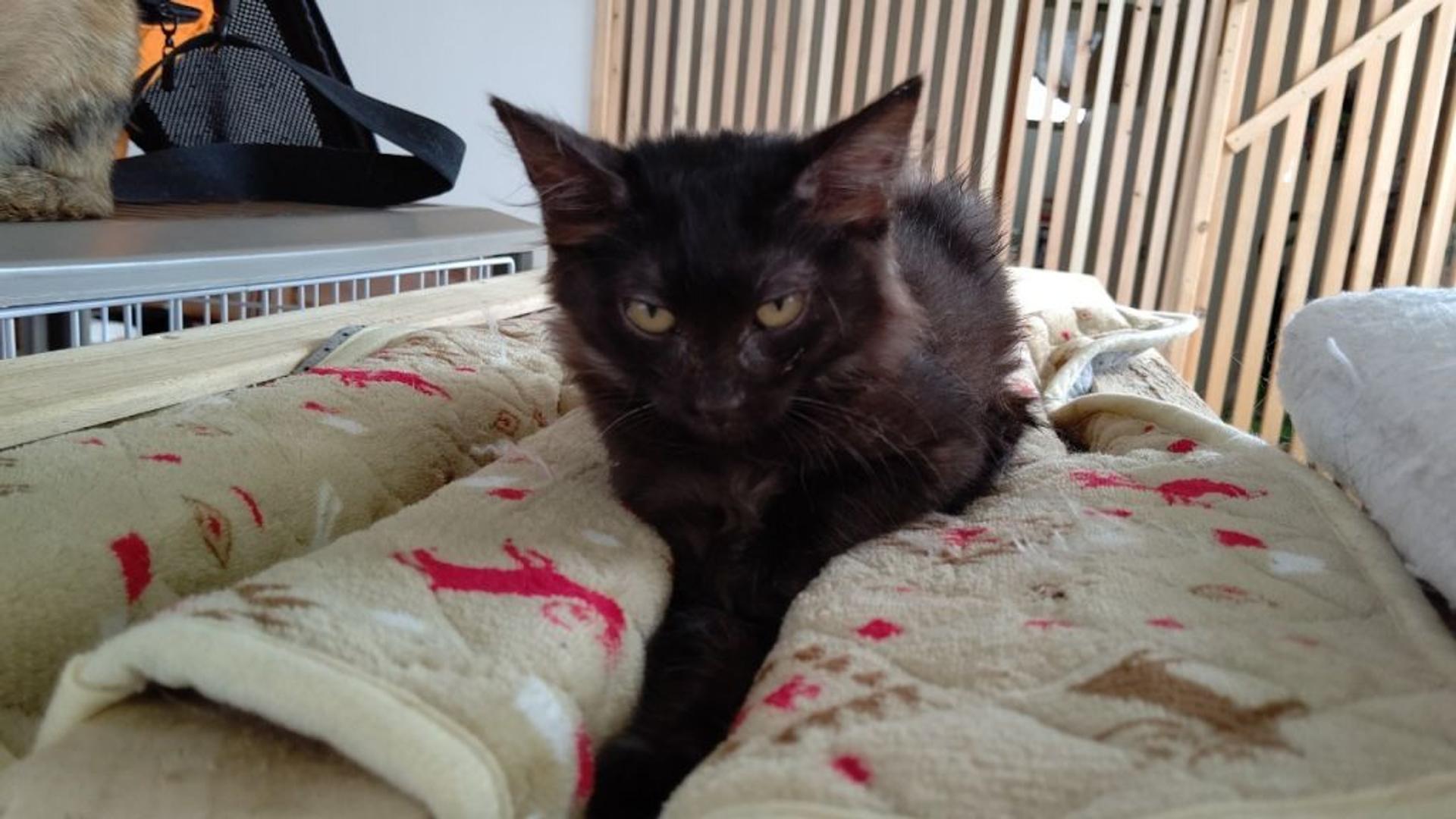 pet-image-3