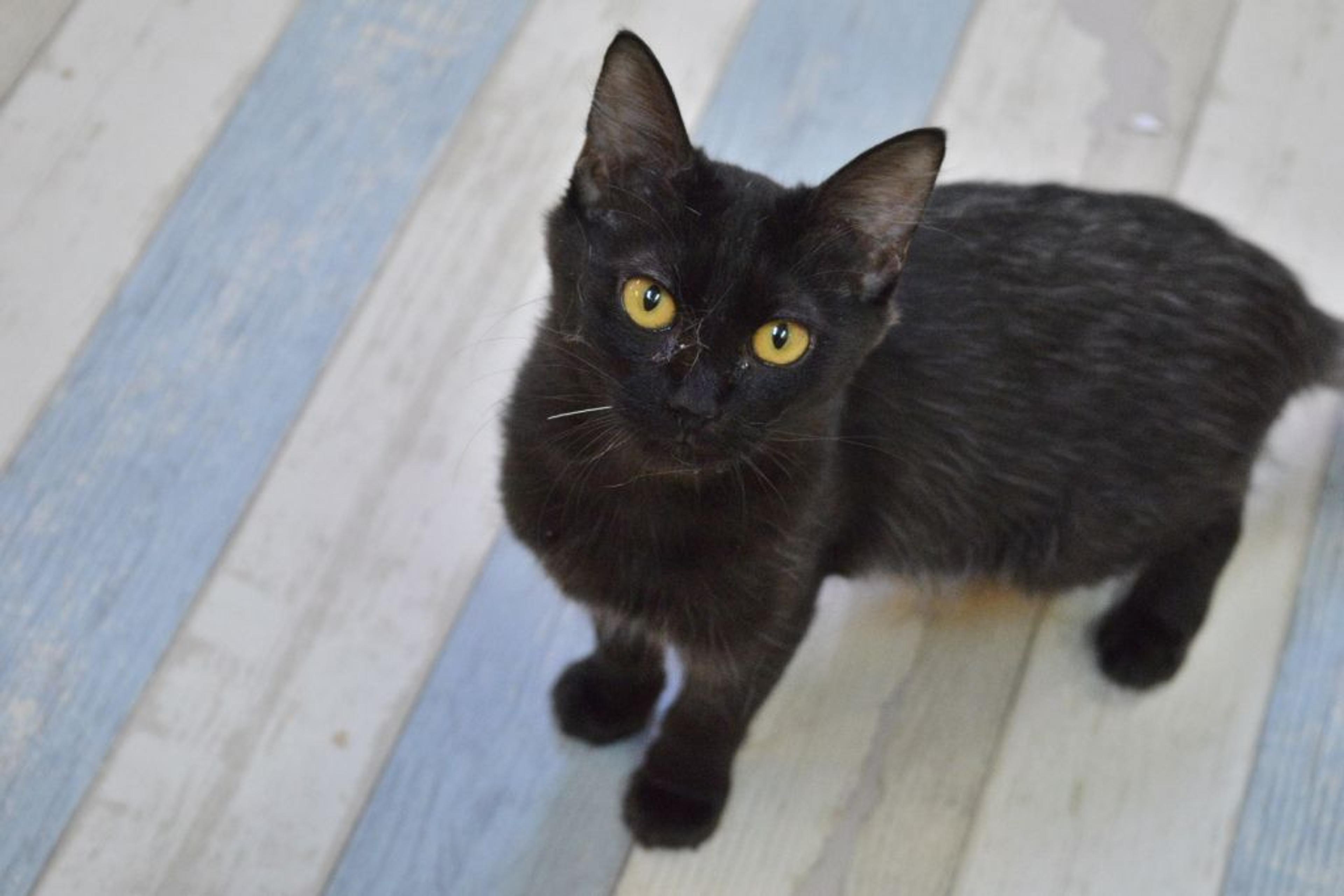 pet-image-2