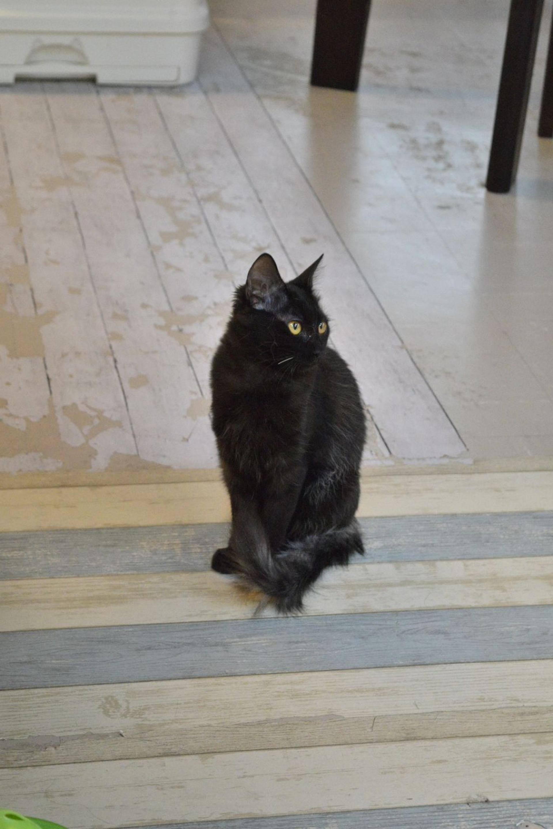pet-image-4