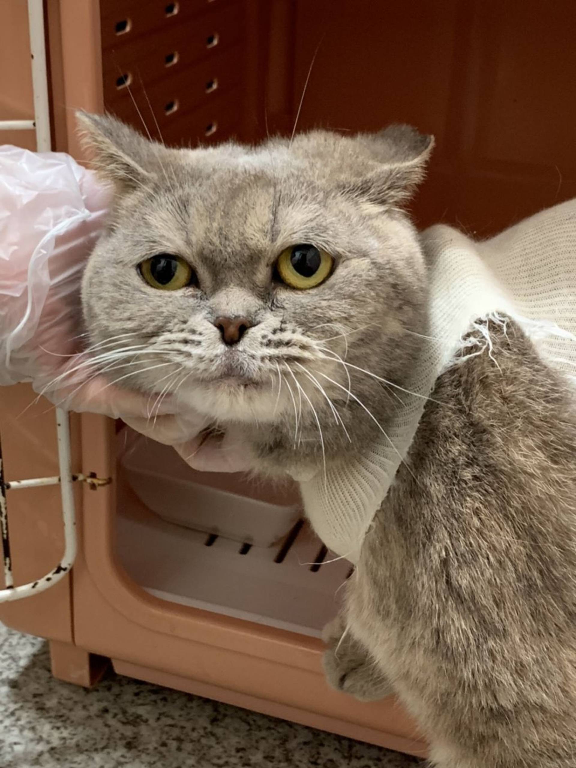 エキゾチックショートヘア・メスの里親募集の写真