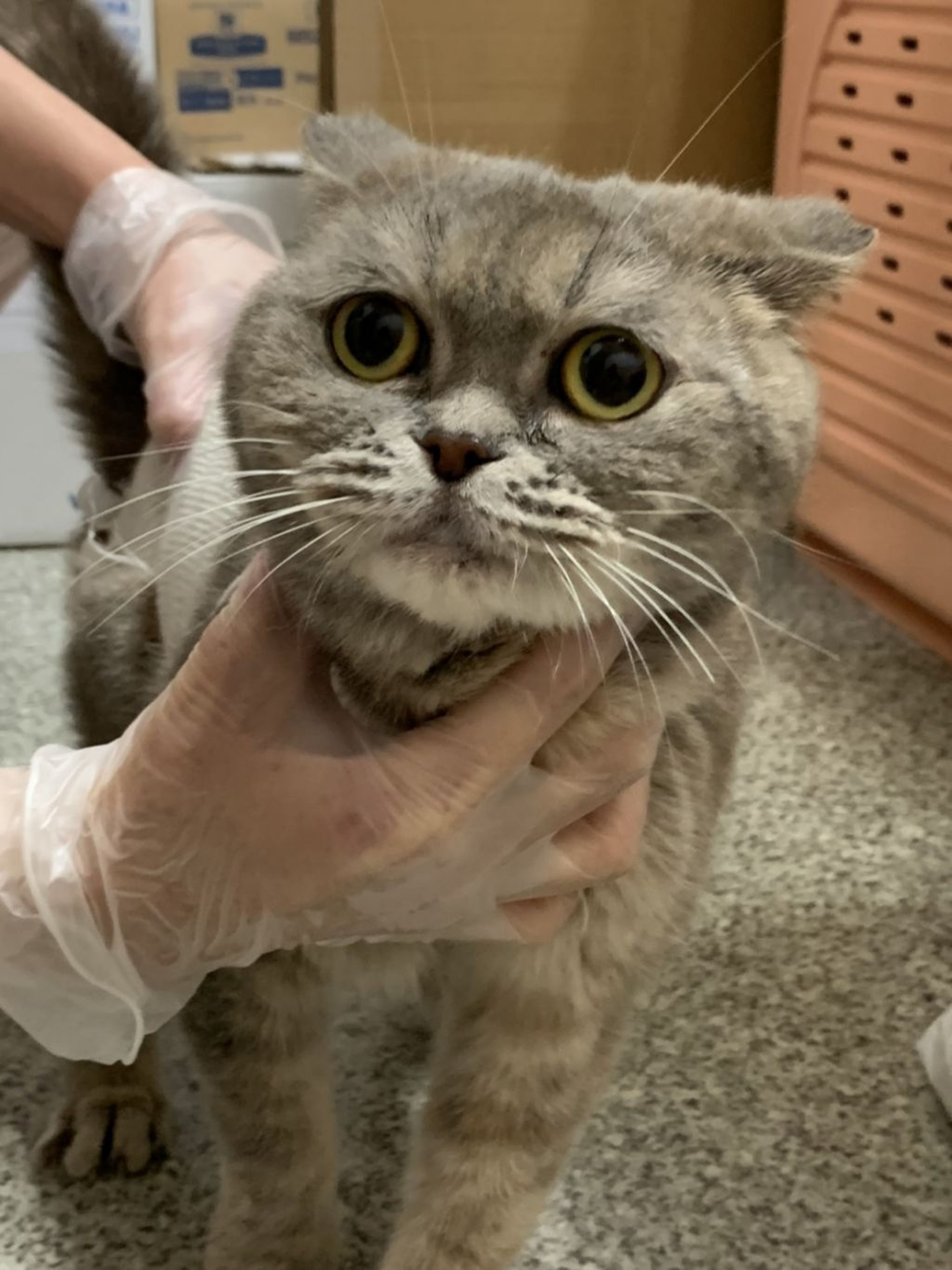 pet-image-3