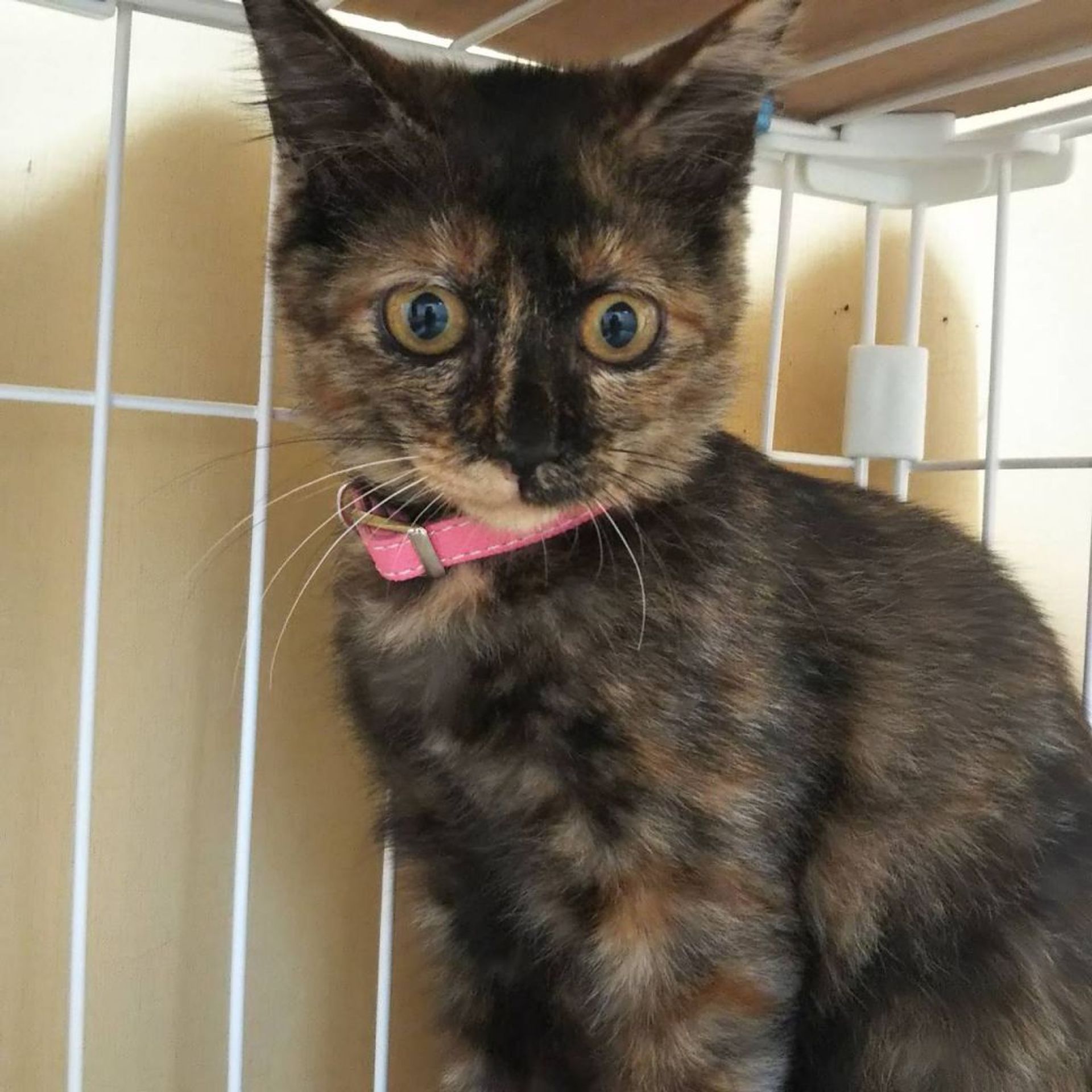 雑種（ミックス猫）・メスの里親募集の写真