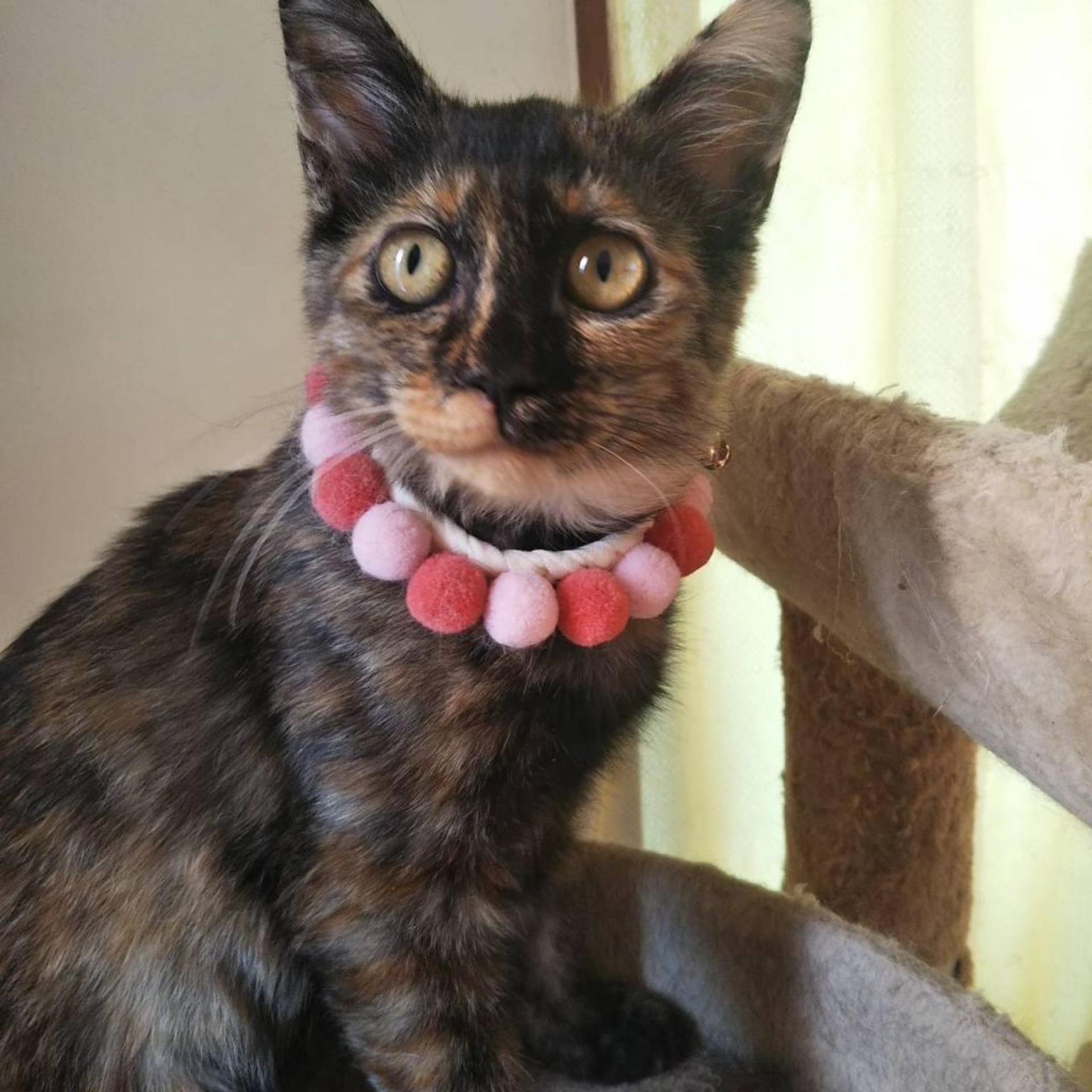 pet-image-5