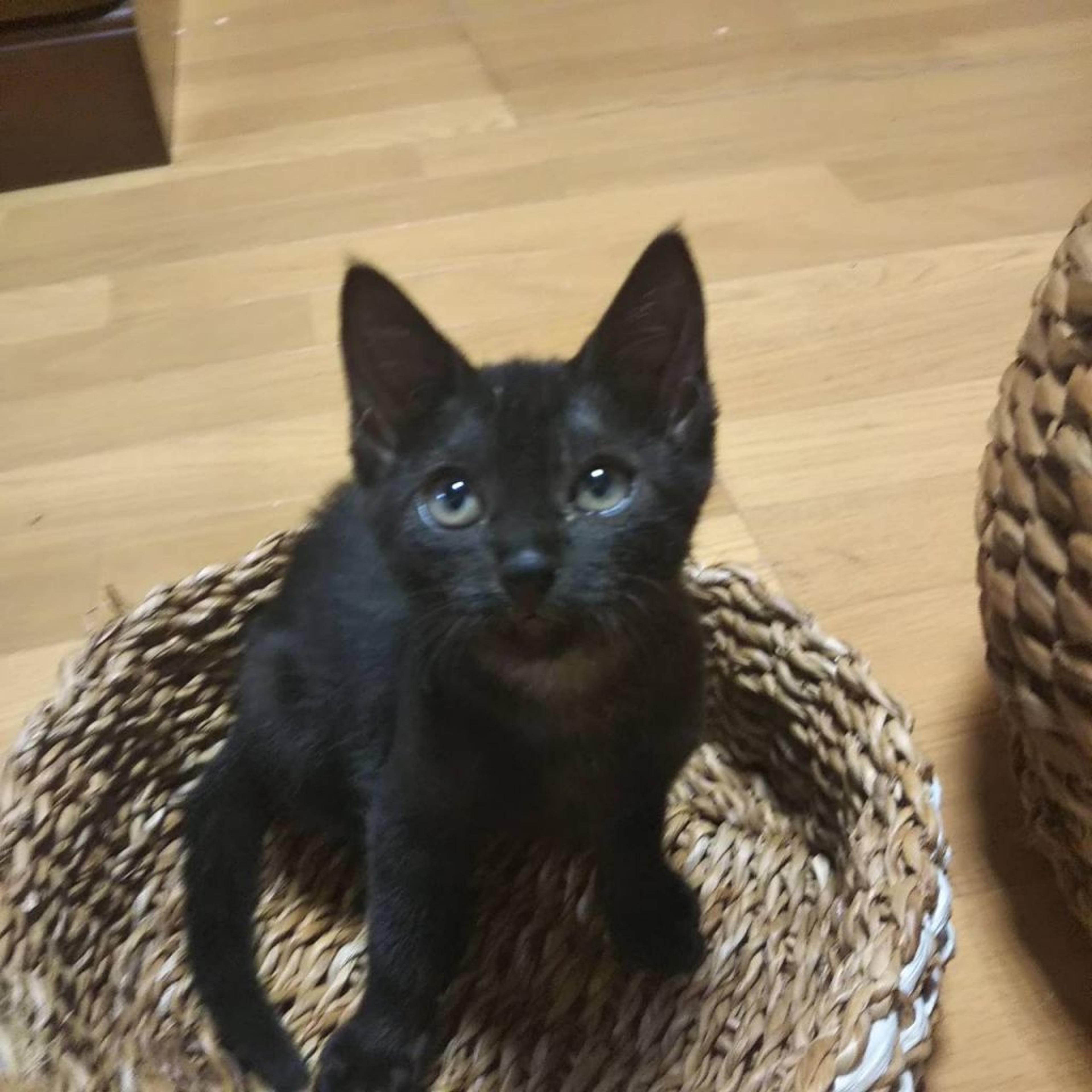 pet-image-4