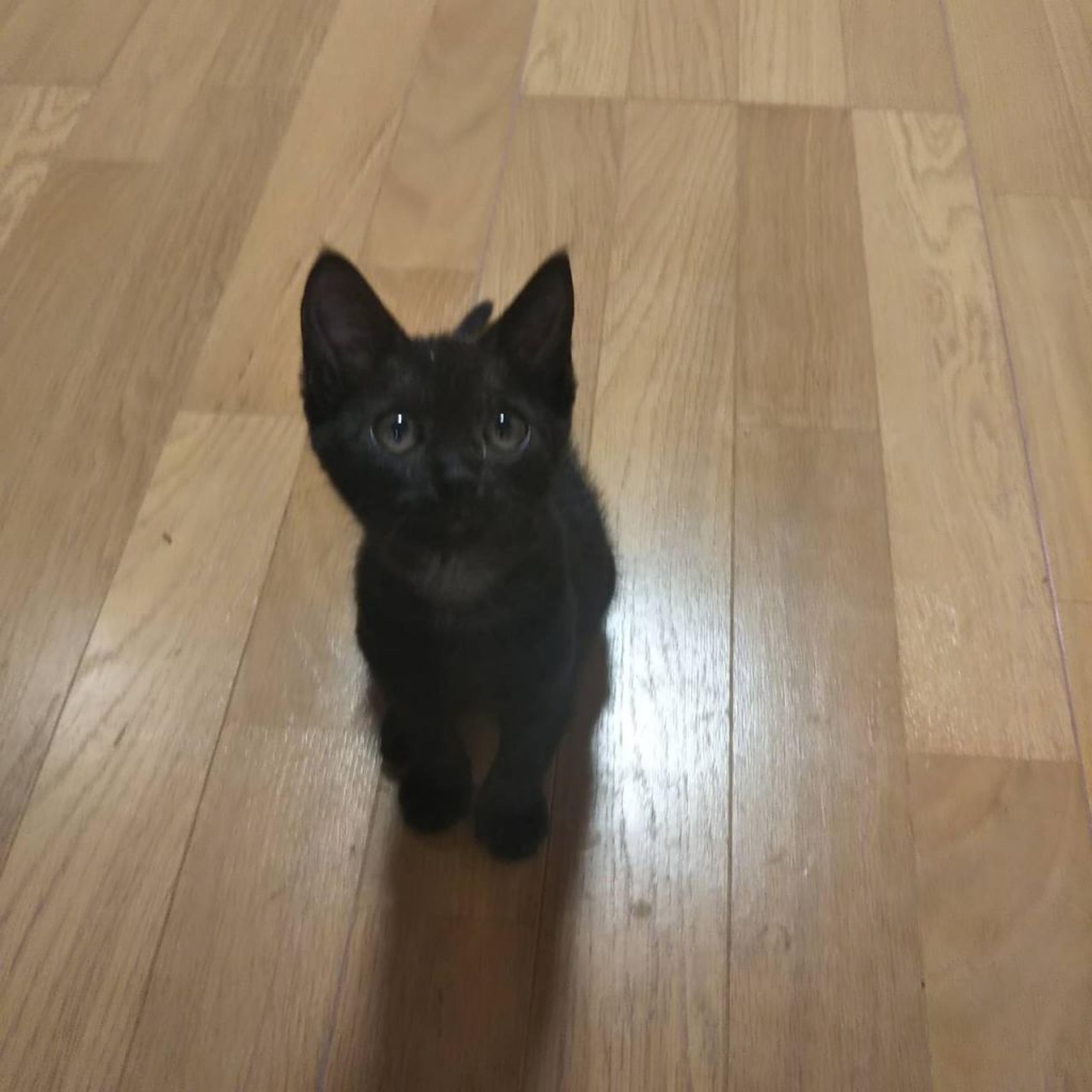 pet-image-5