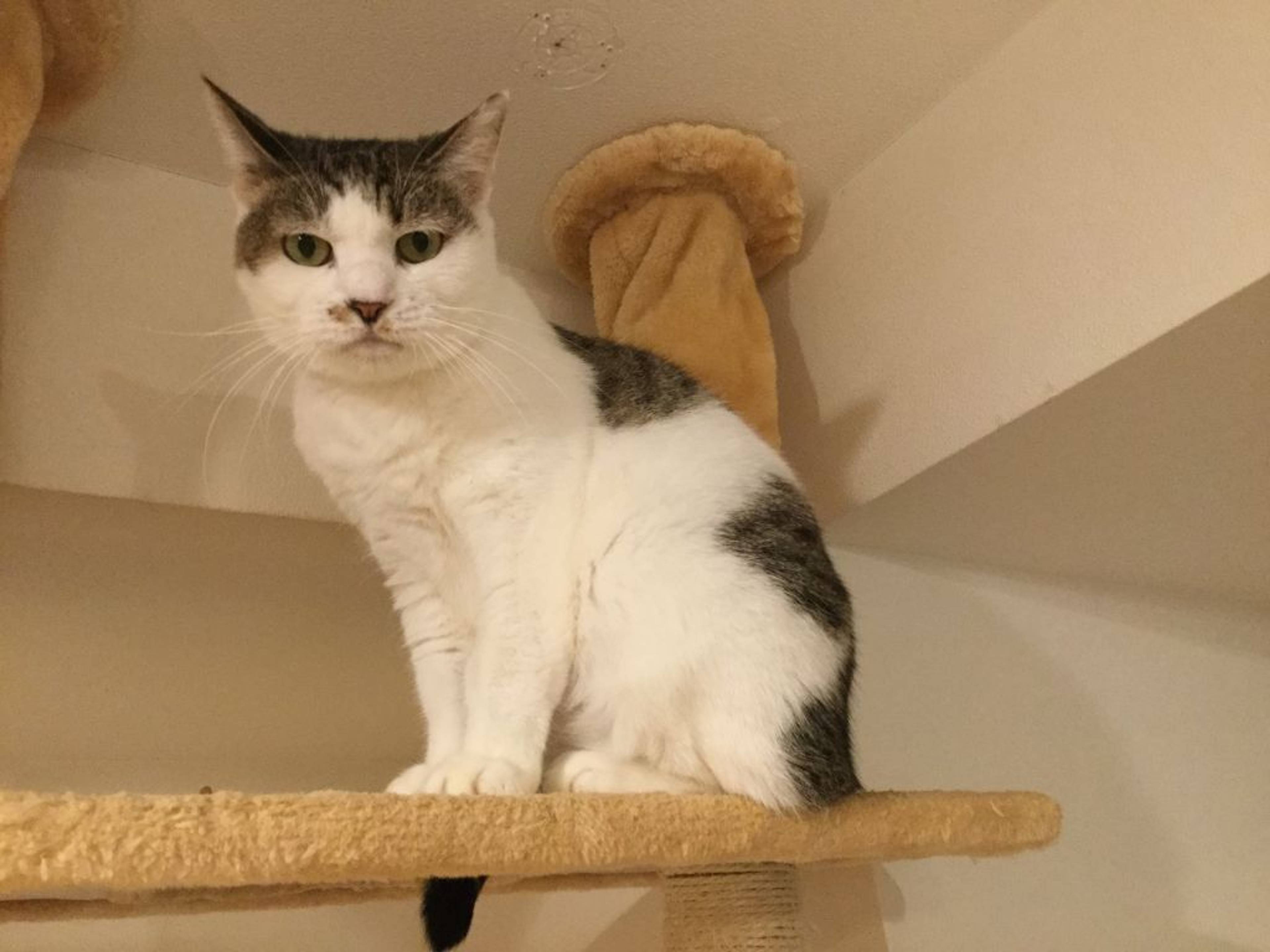 雑種（ミックス猫）・メスの里親募集の写真