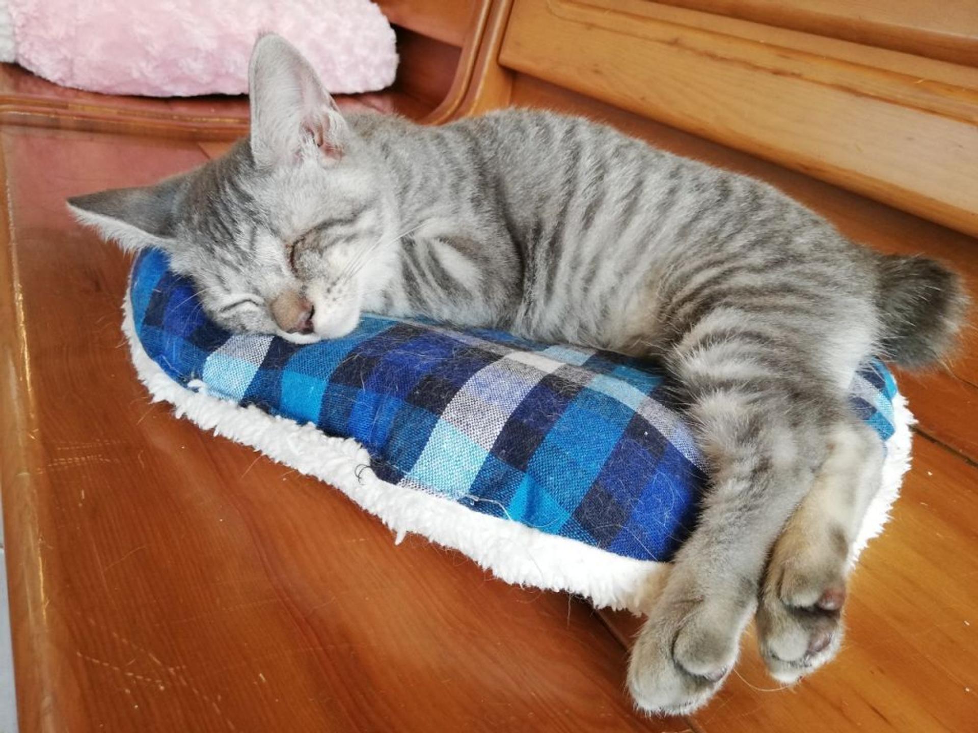 pet-image-8