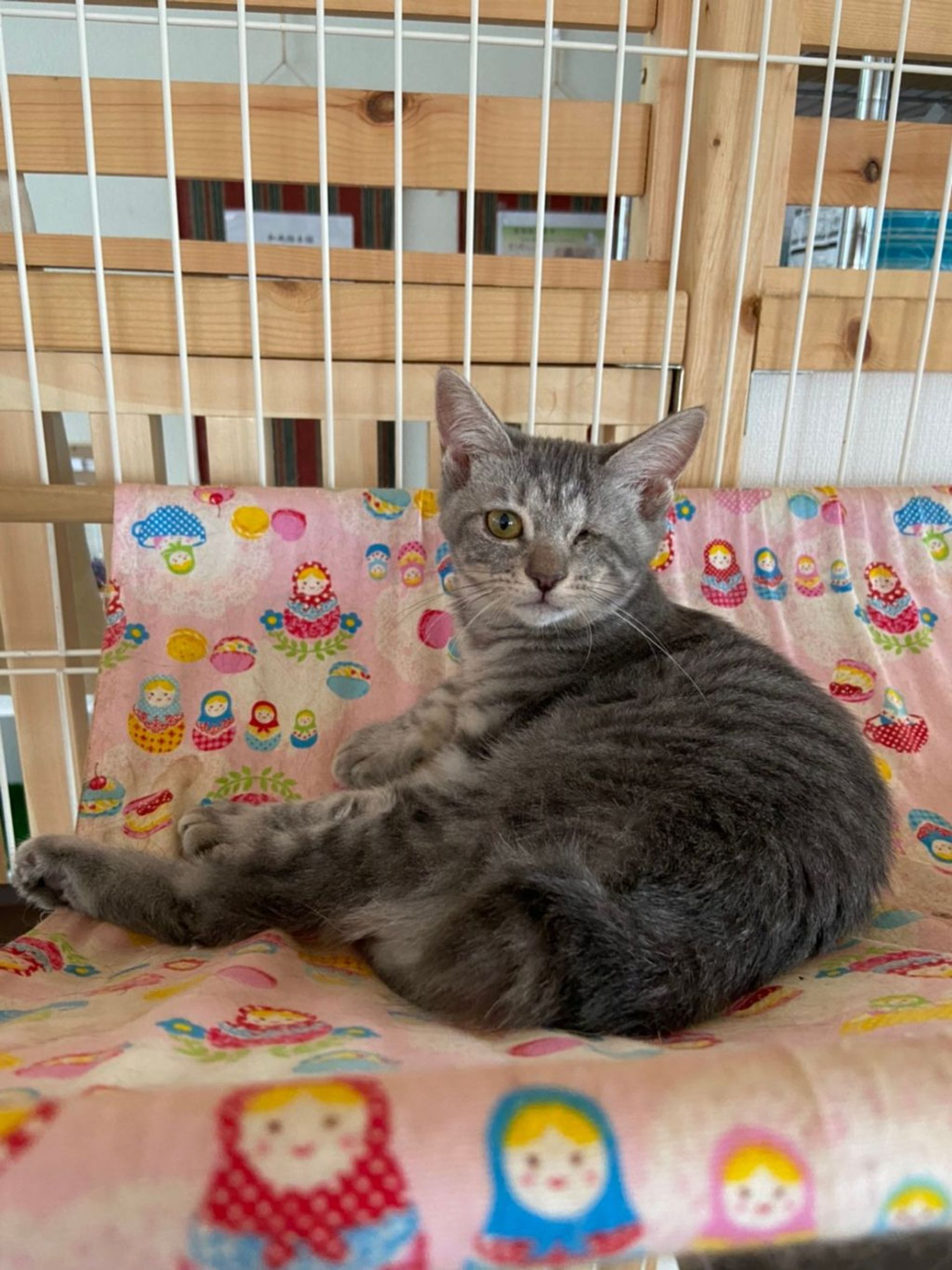 雑種（ミックス猫）・メスの里親募集の写真