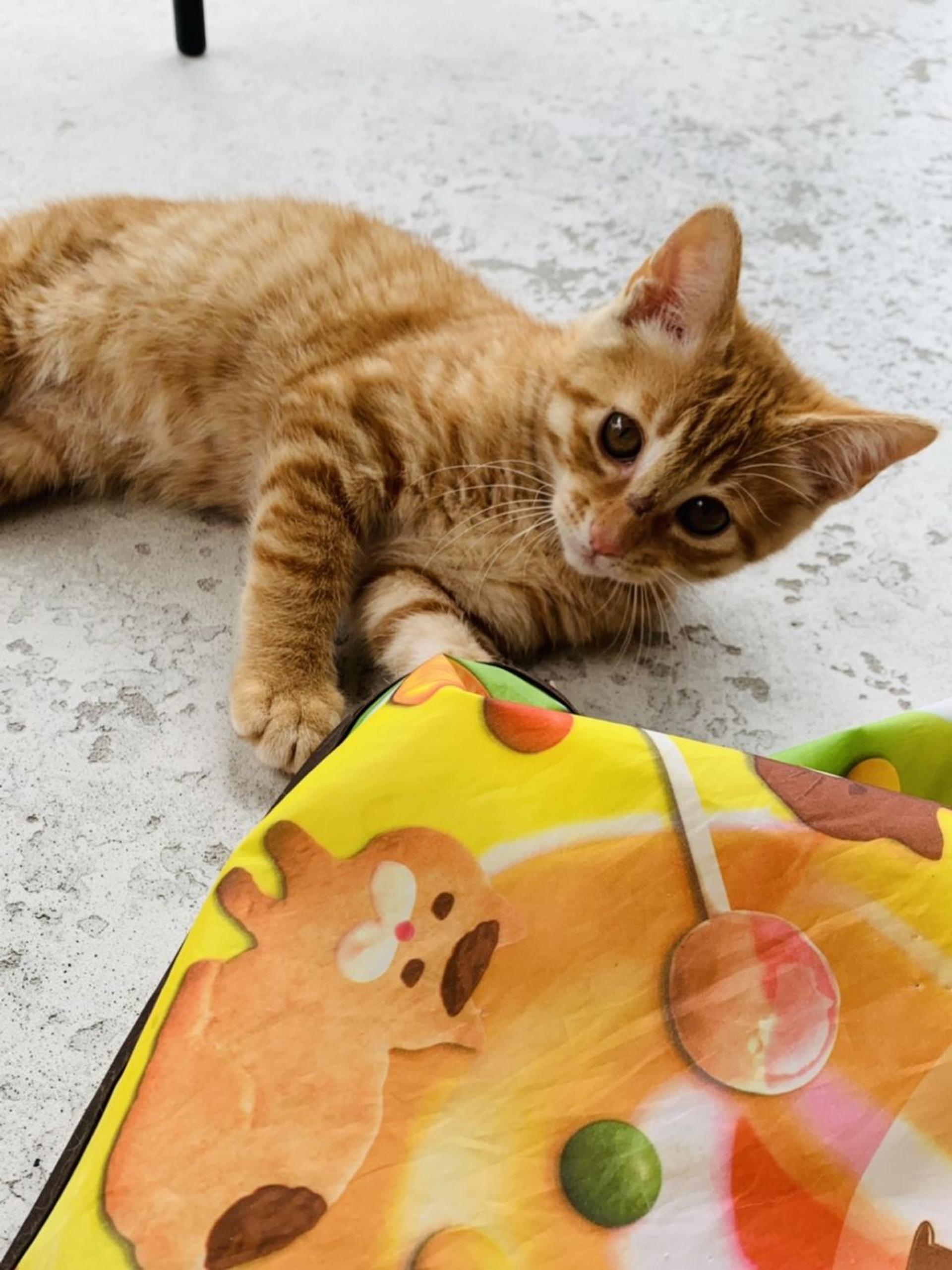 pet-image-2