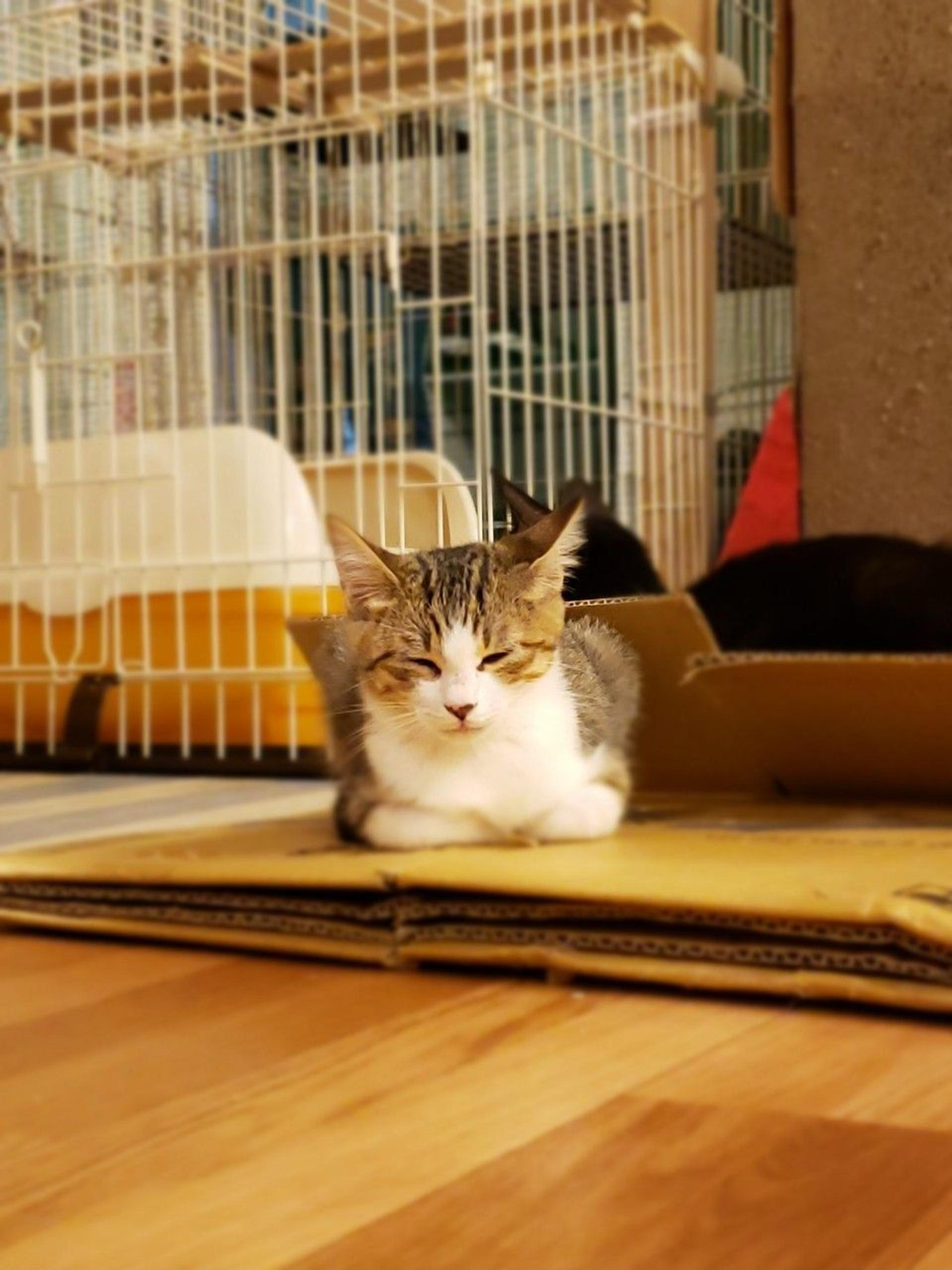 pet-image-7
