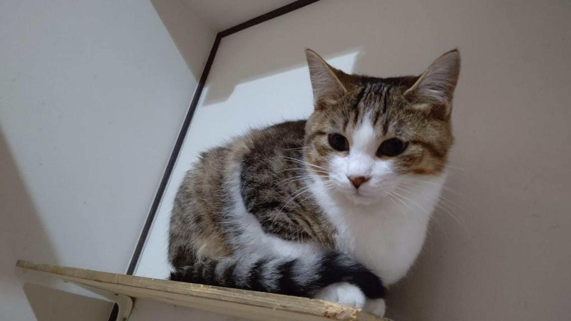pet-image-2