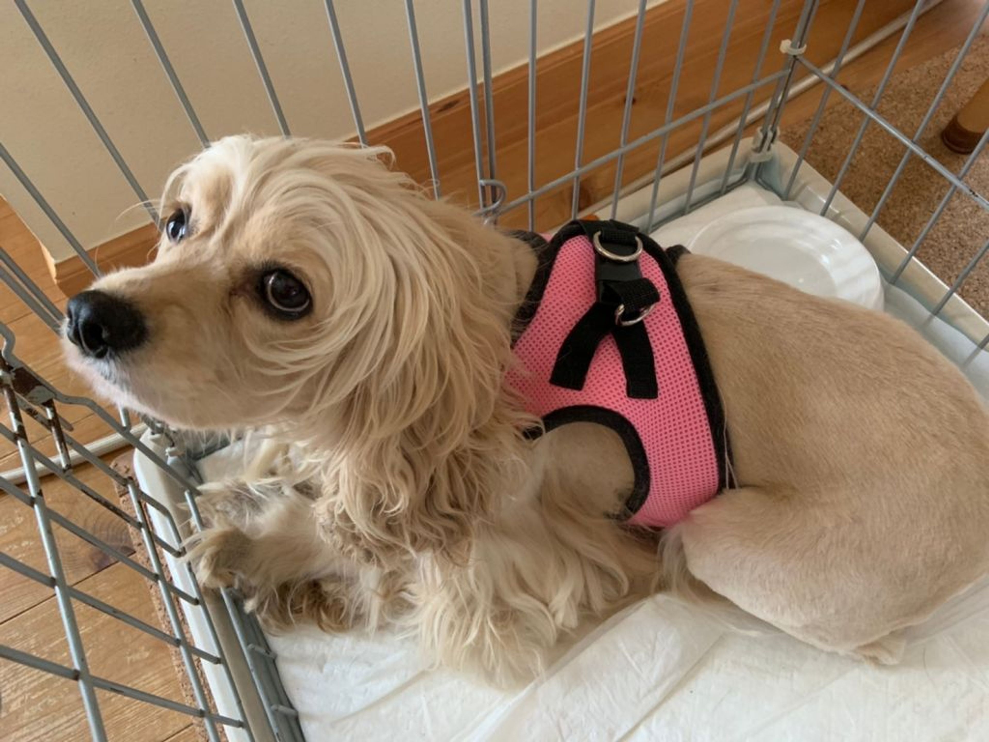 pet-image-3
