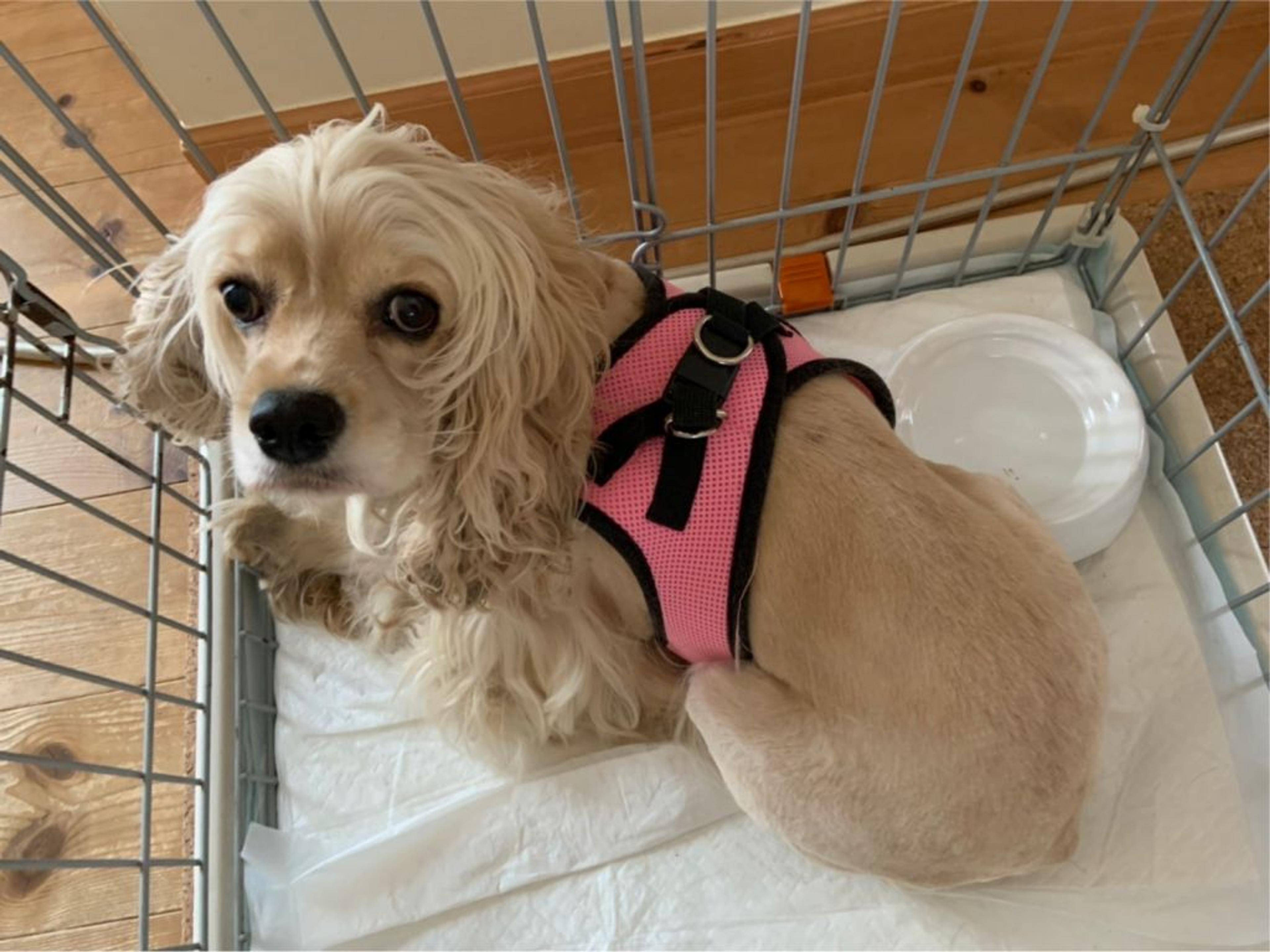 pet-image-4