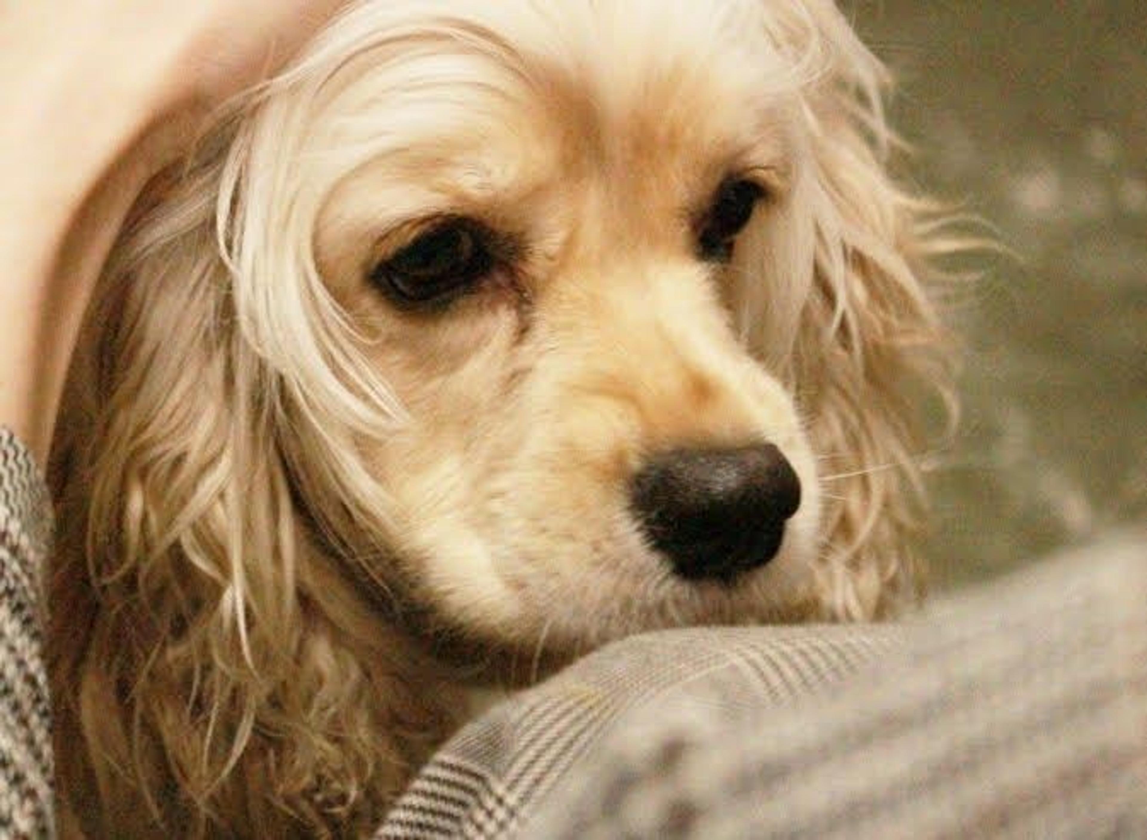pet-image-7