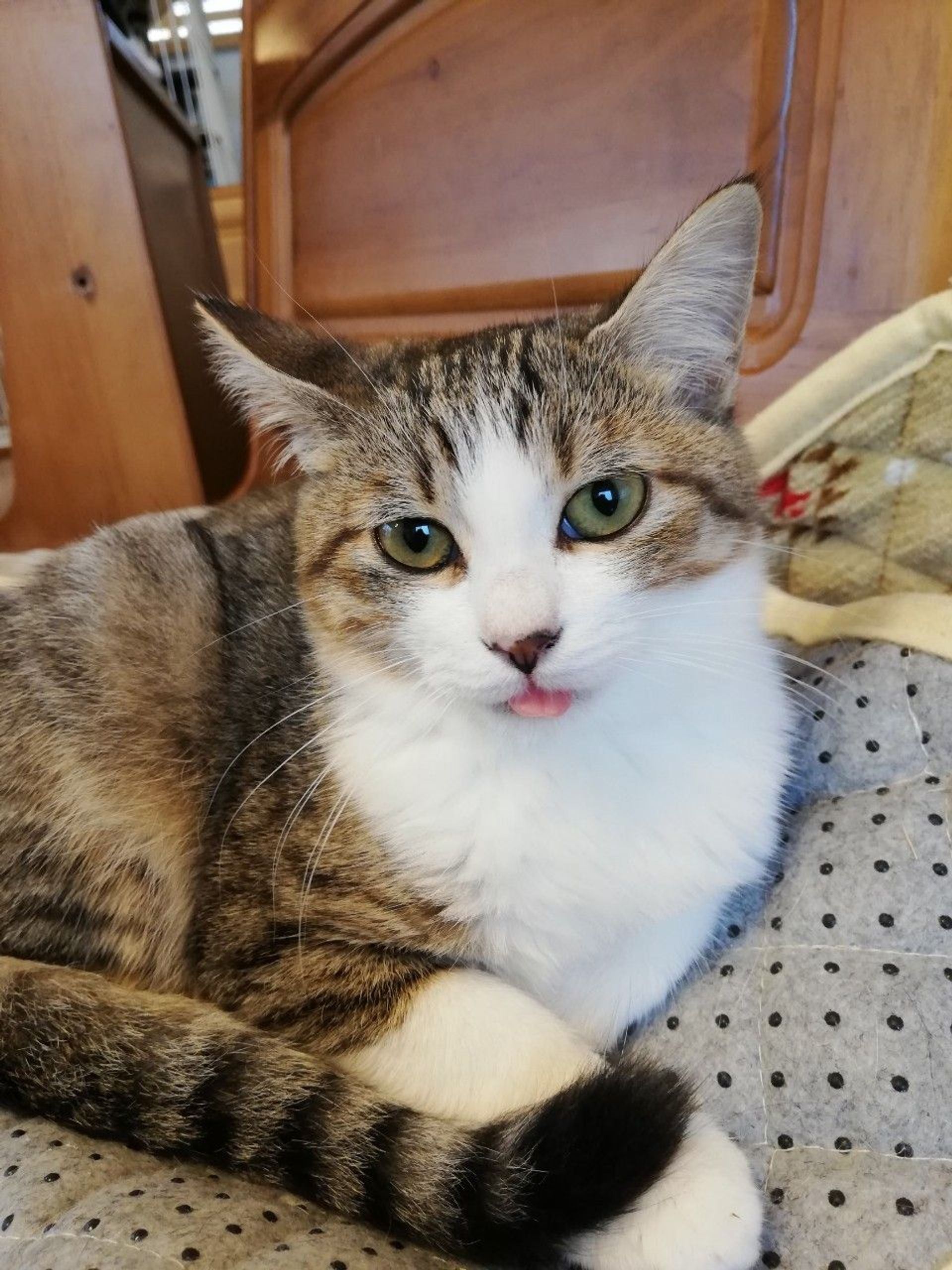 雑種（ミックス猫）・メスの里親募集の写真