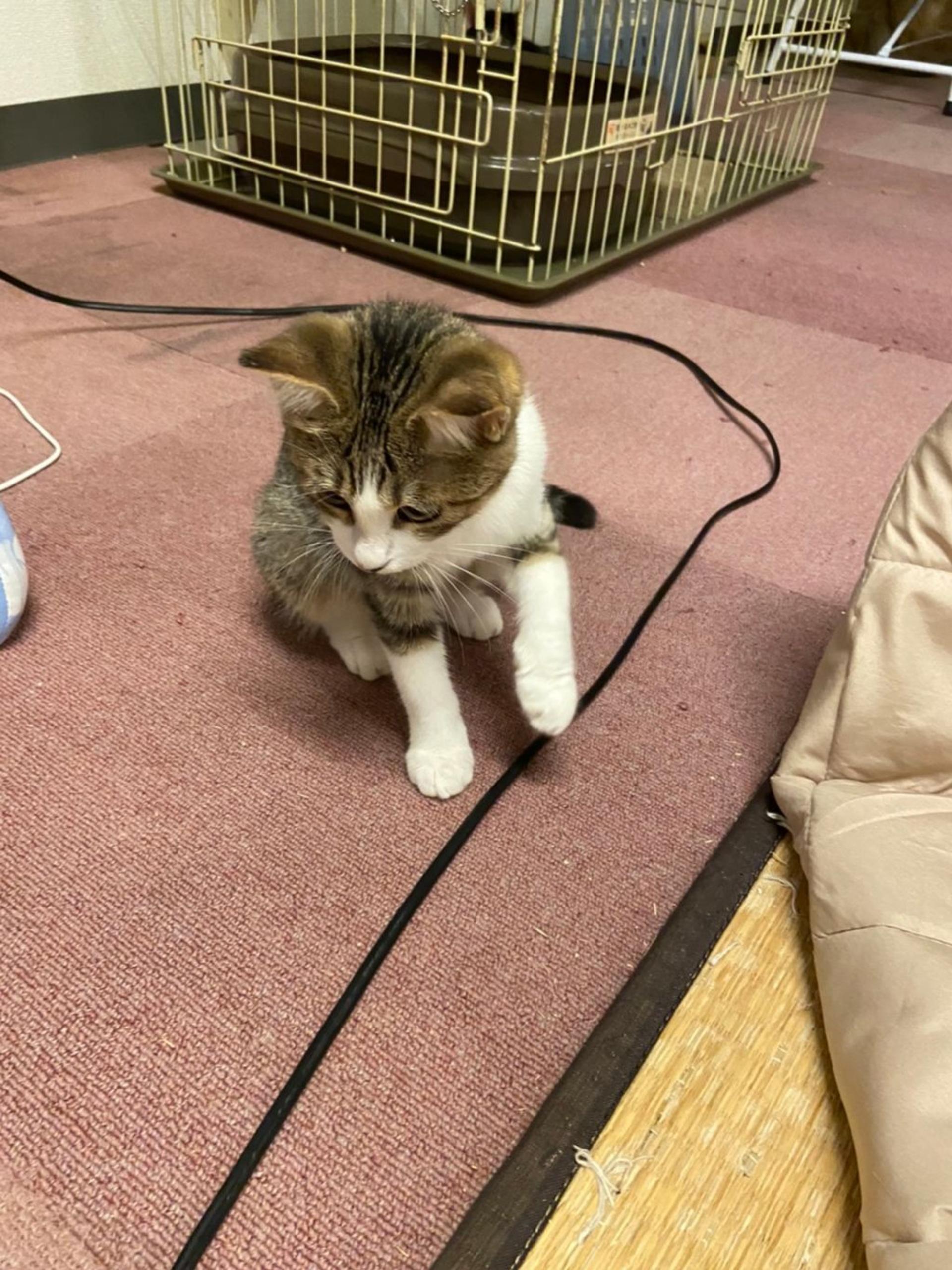 pet-image-4