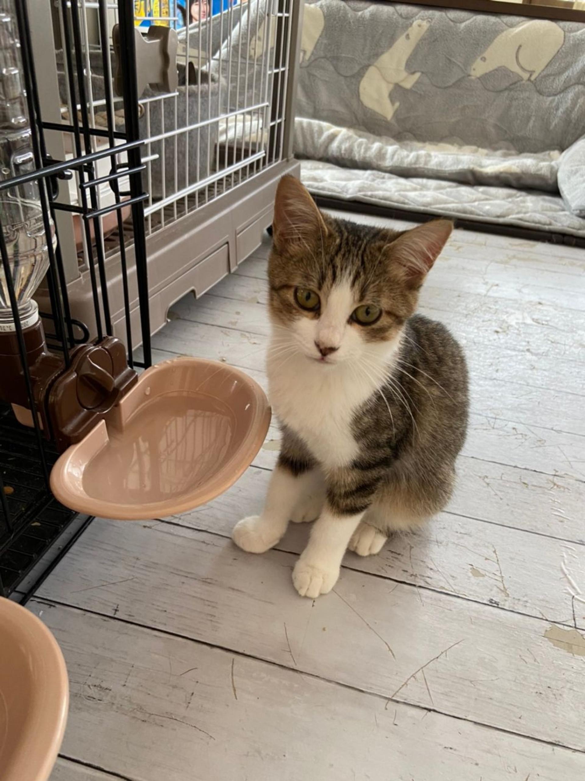 pet-image-7