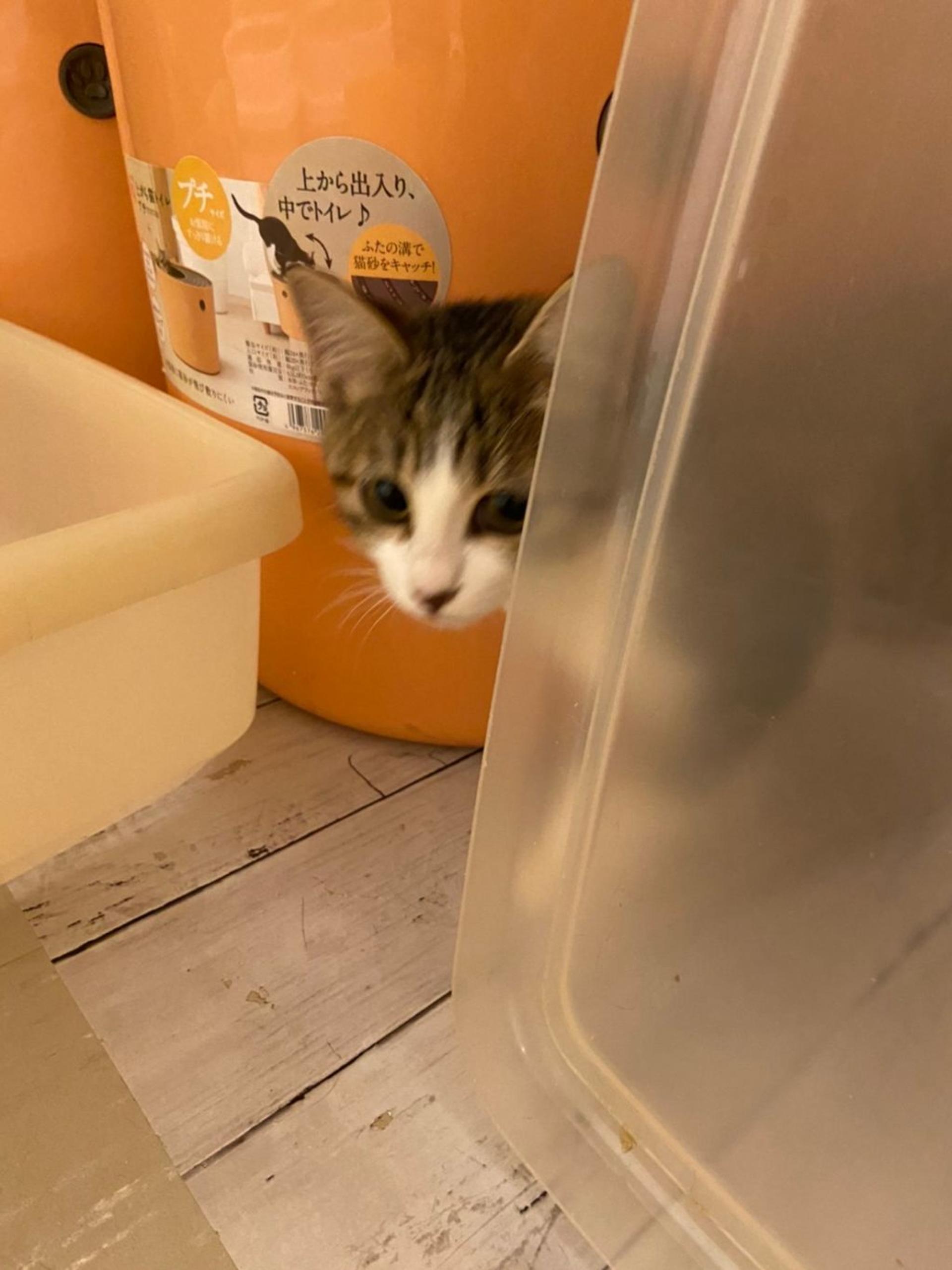 pet-image-9
