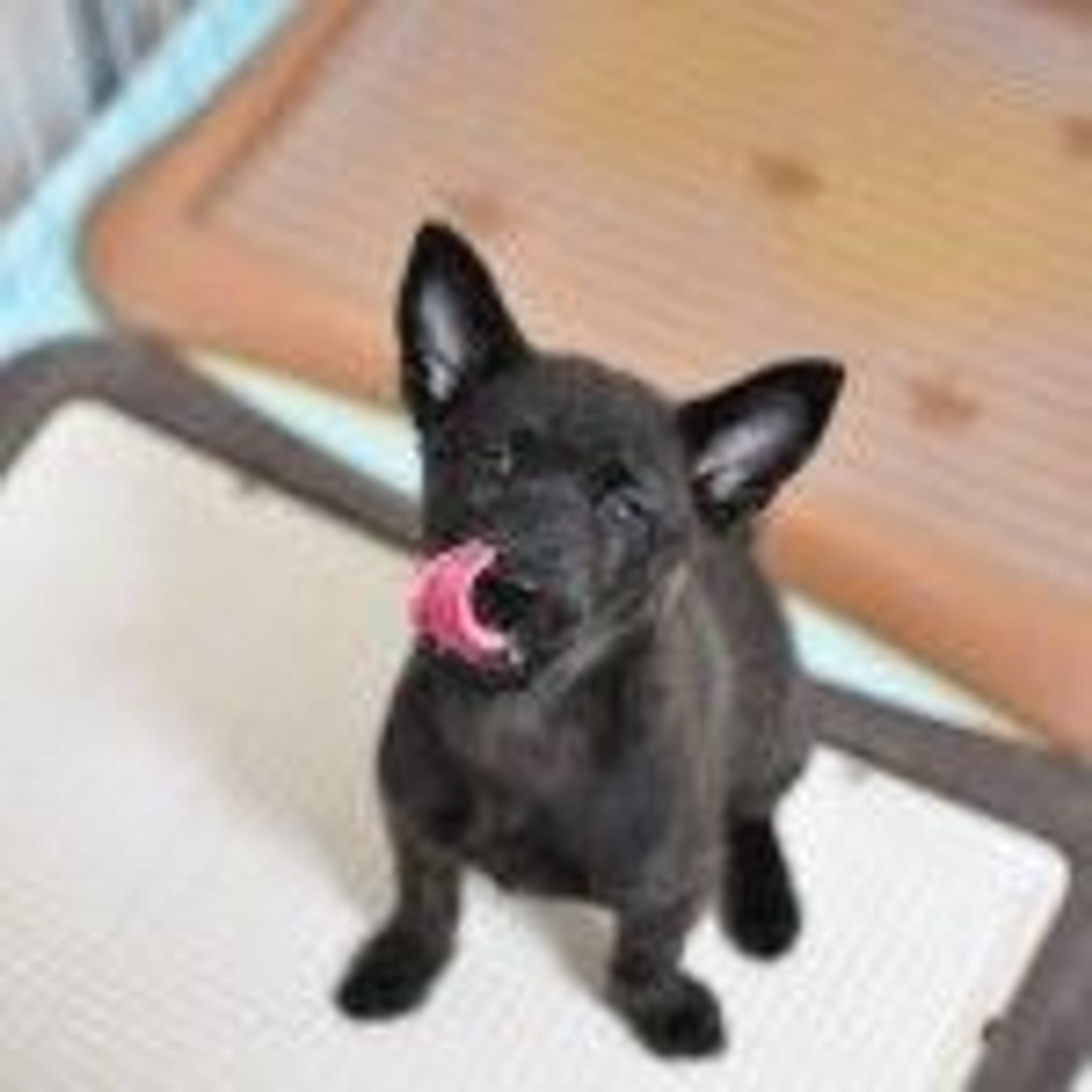 雑種（ミックス犬）・メスの里親募集の写真