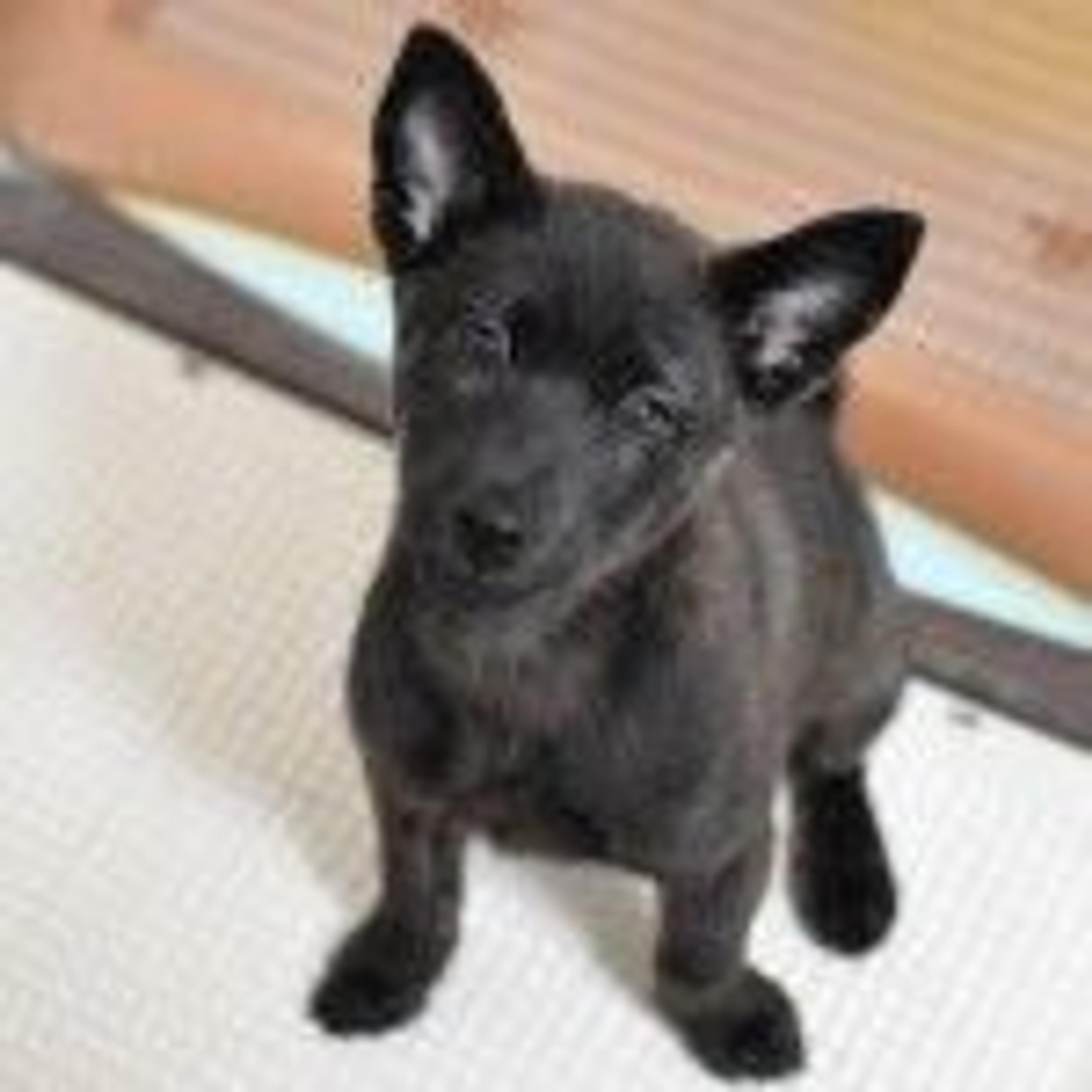 pet-image-2