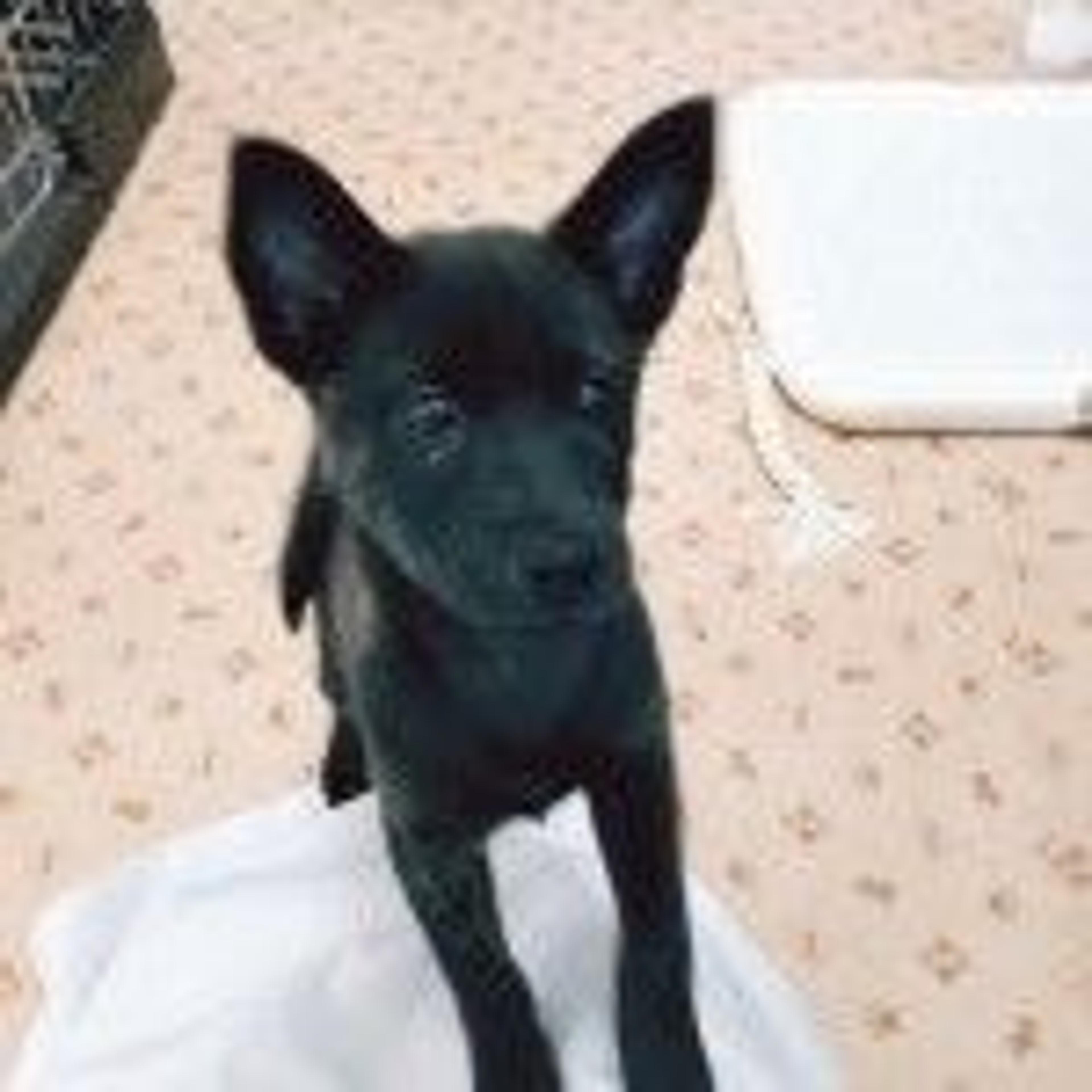 pet-image-3
