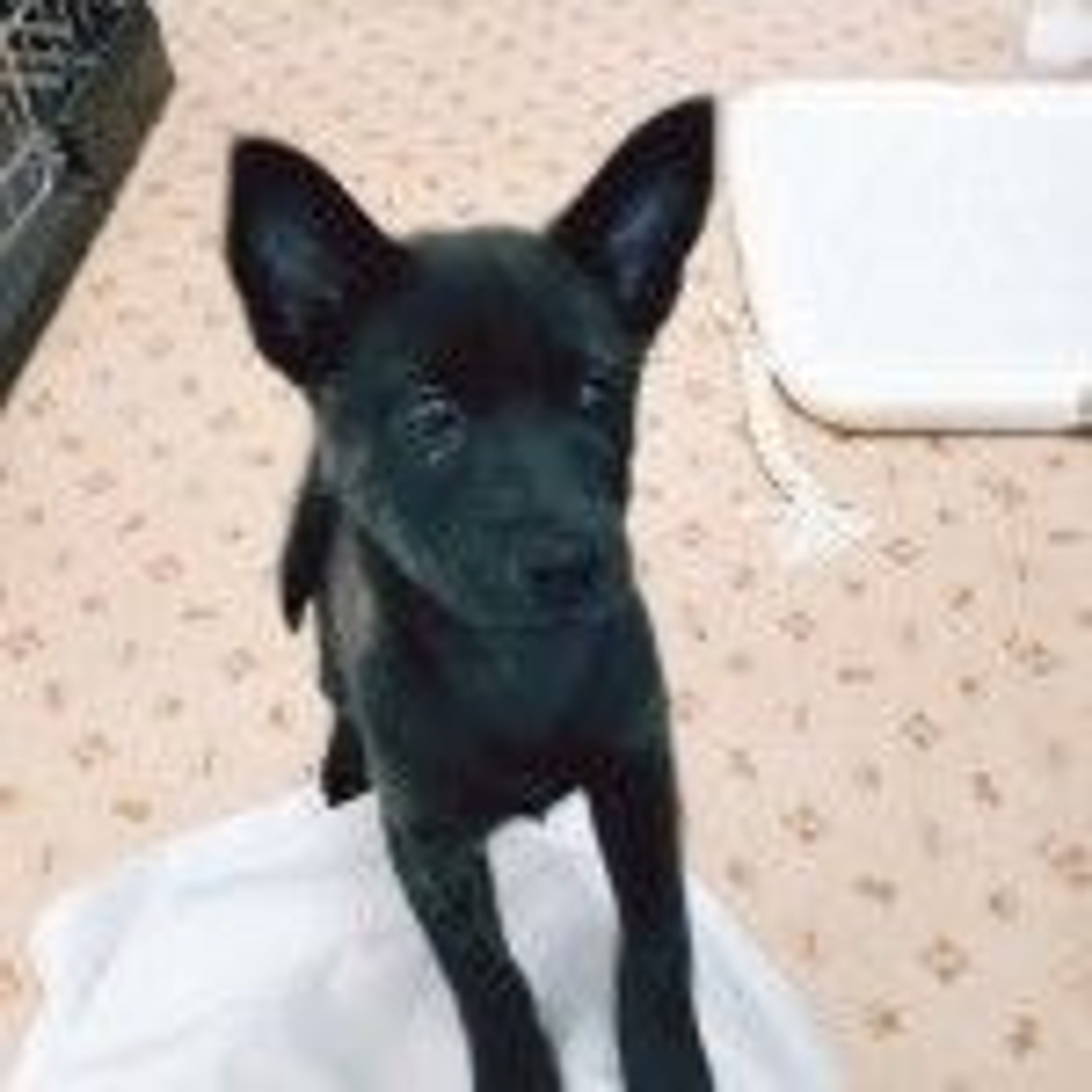 pet-image-3