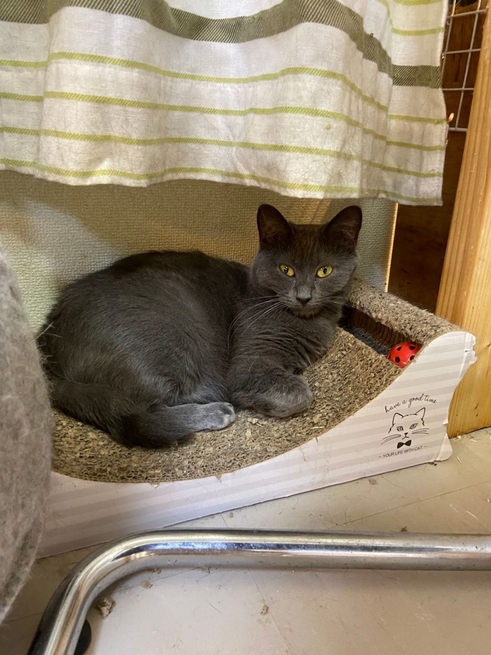 雑種（ミックス猫）・メスの里親募集の写真