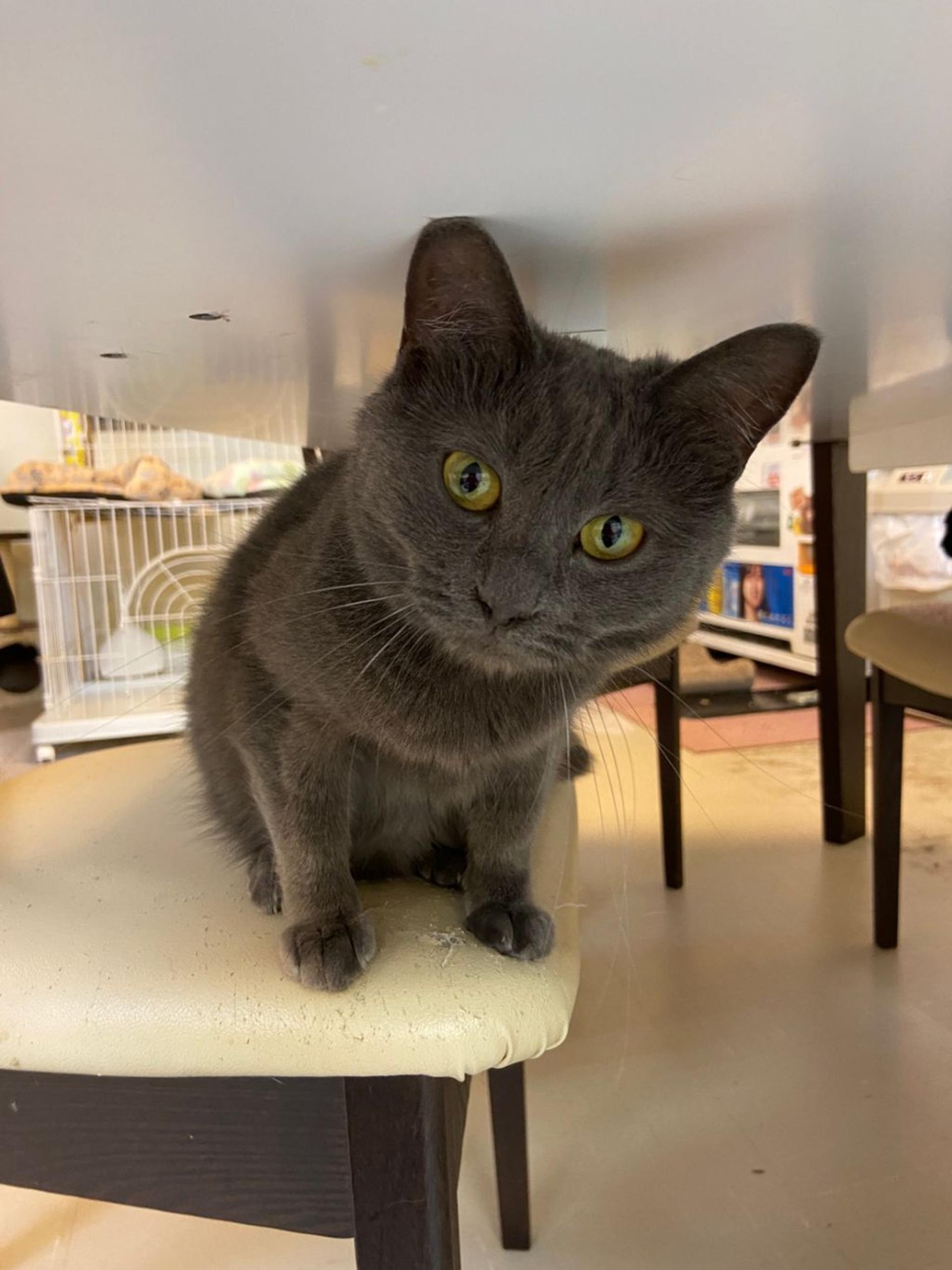 pet-image-2