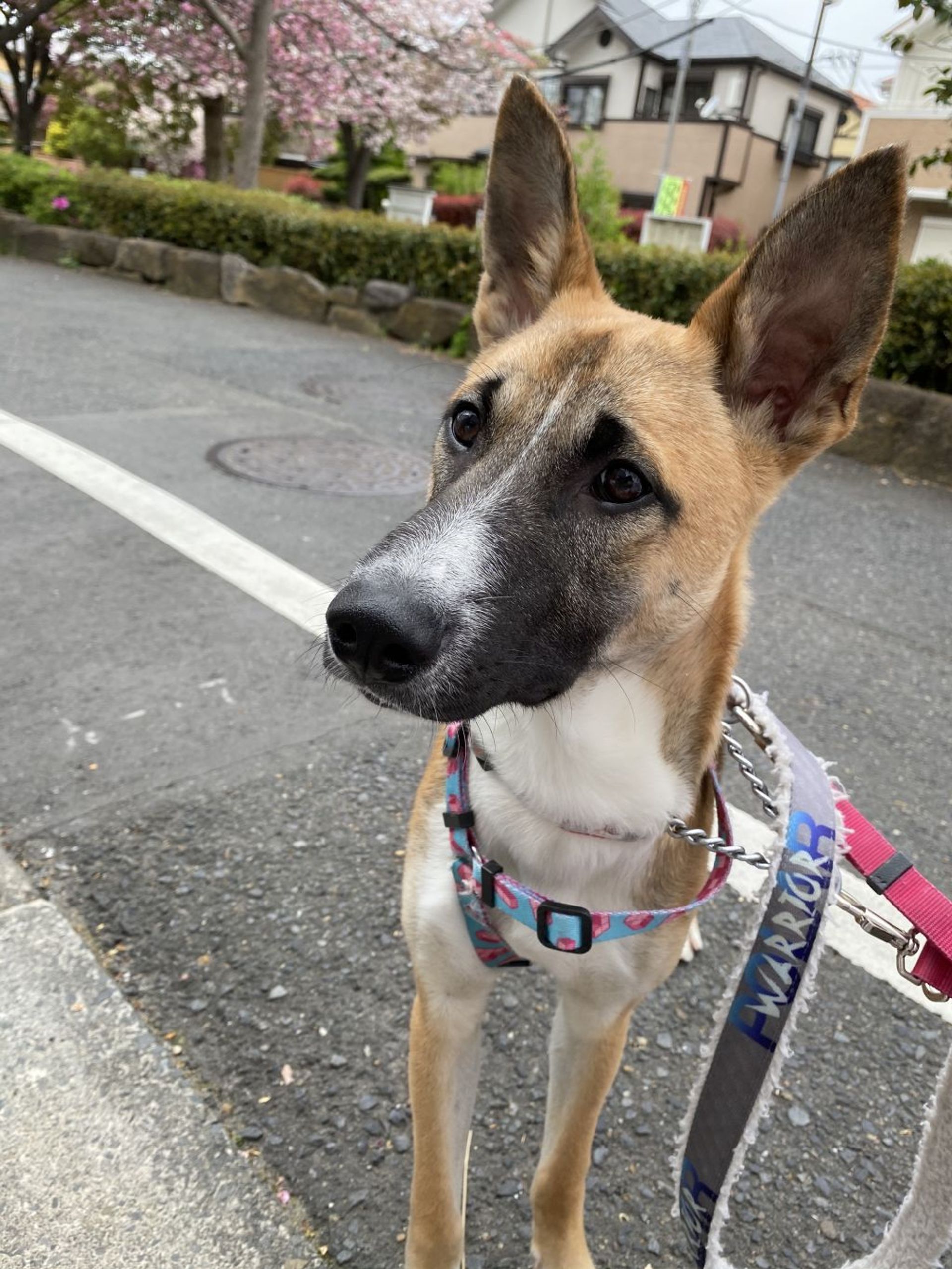 雑種（ミックス犬）・オスの里親募集の写真