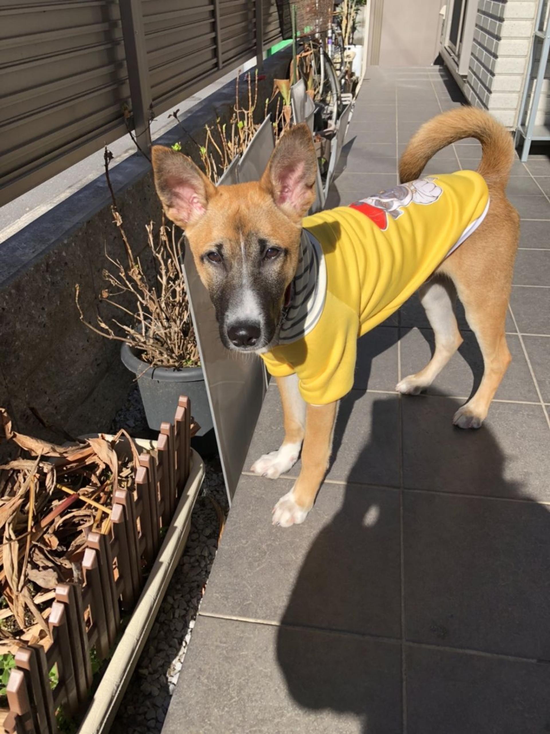 pet-image-2