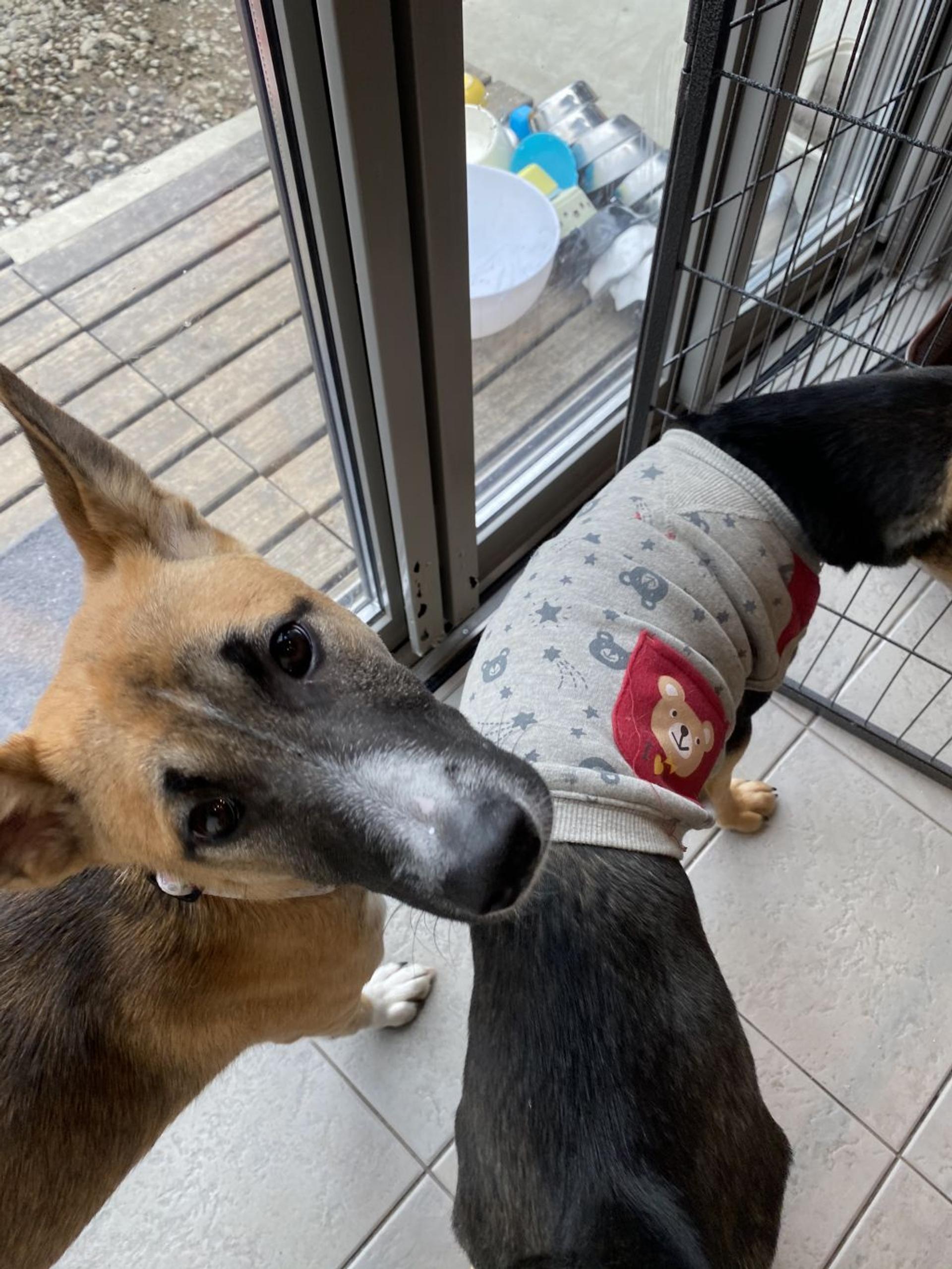 pet-image-3