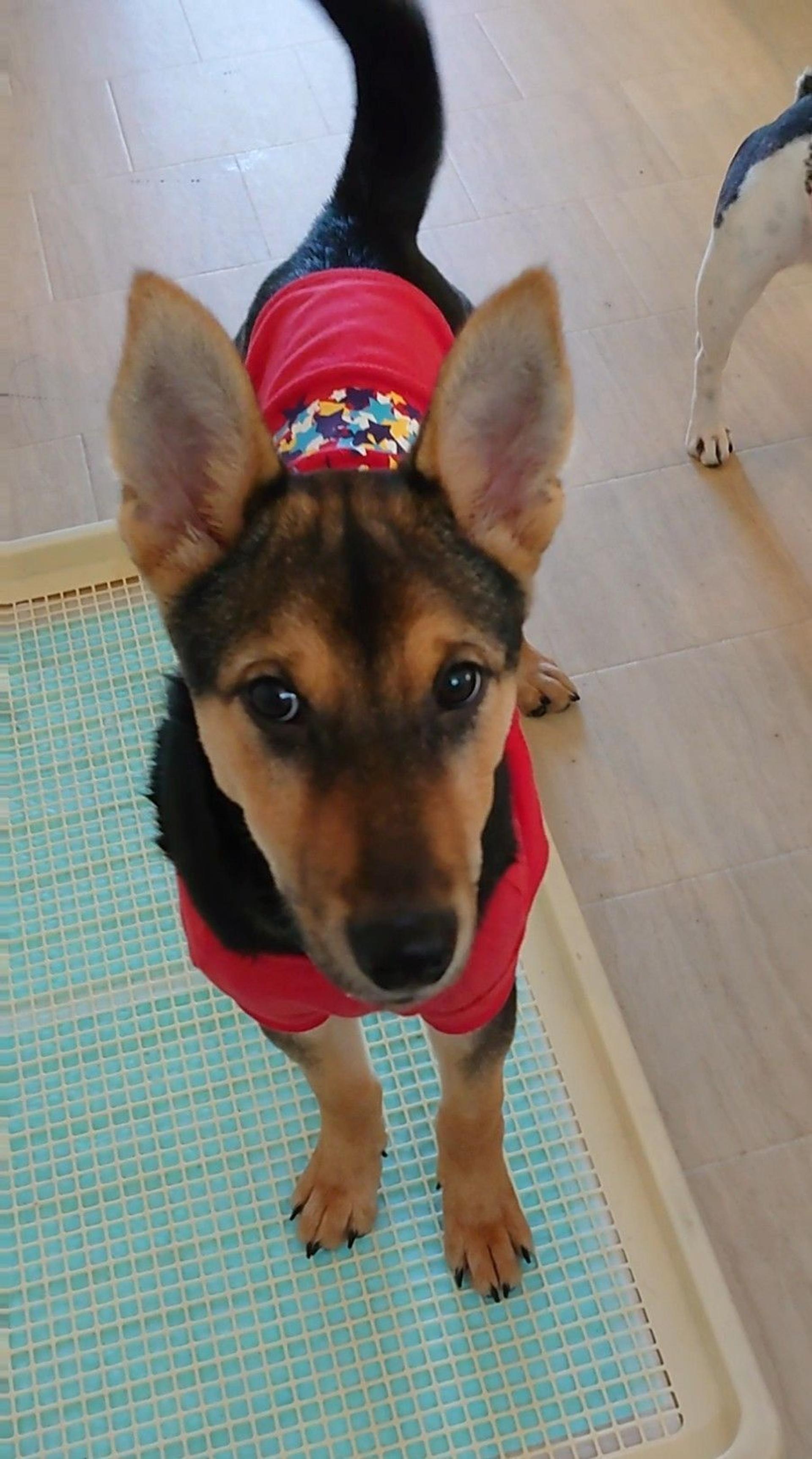 pet-image-7