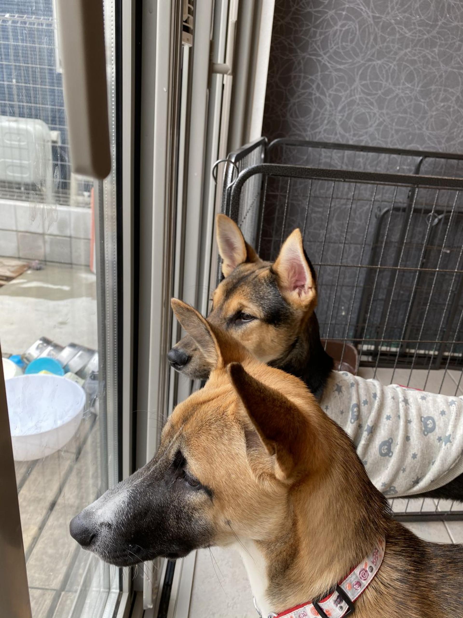 pet-image-9