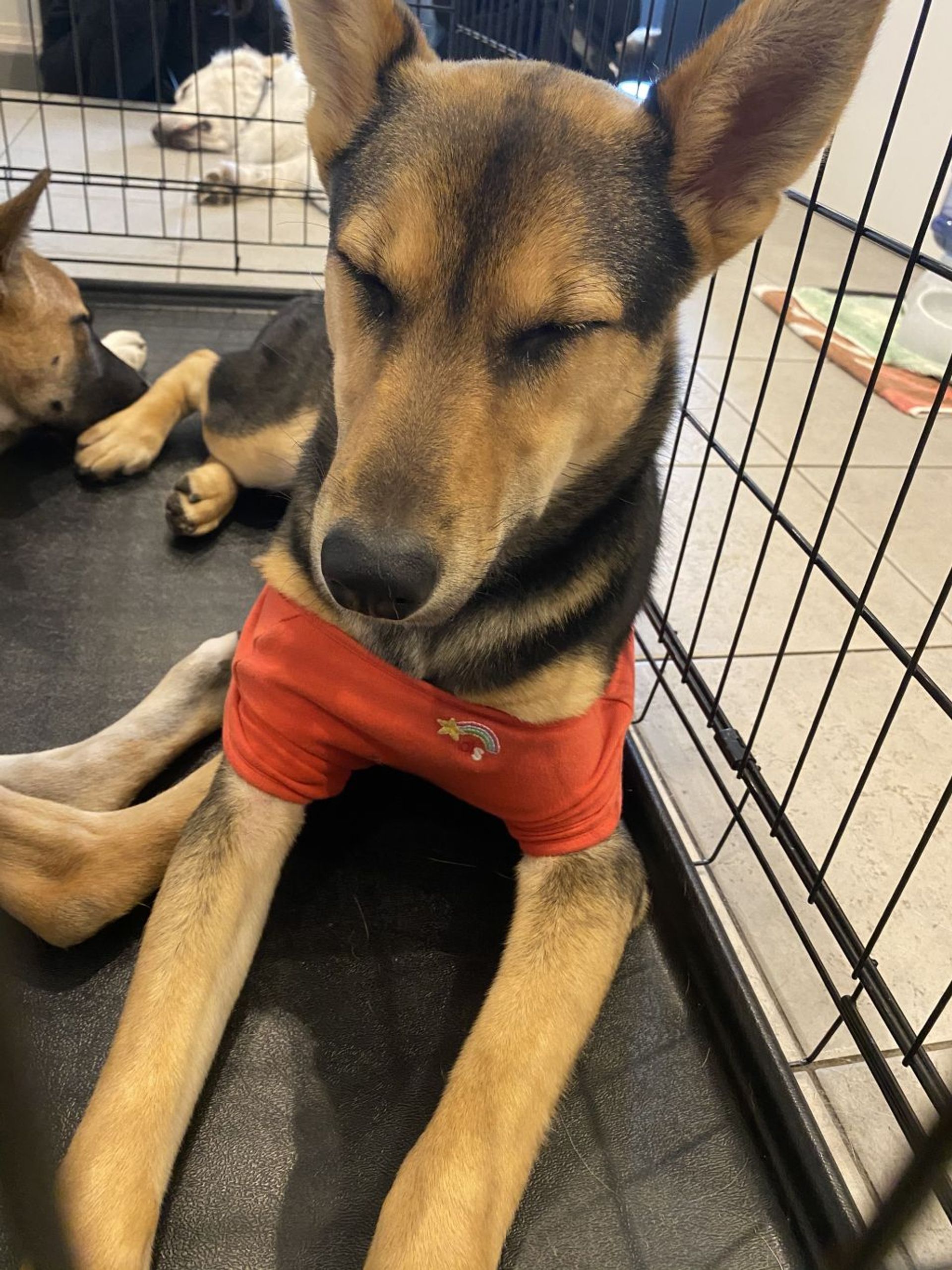 雑種（ミックス犬）・オスの里親募集の写真