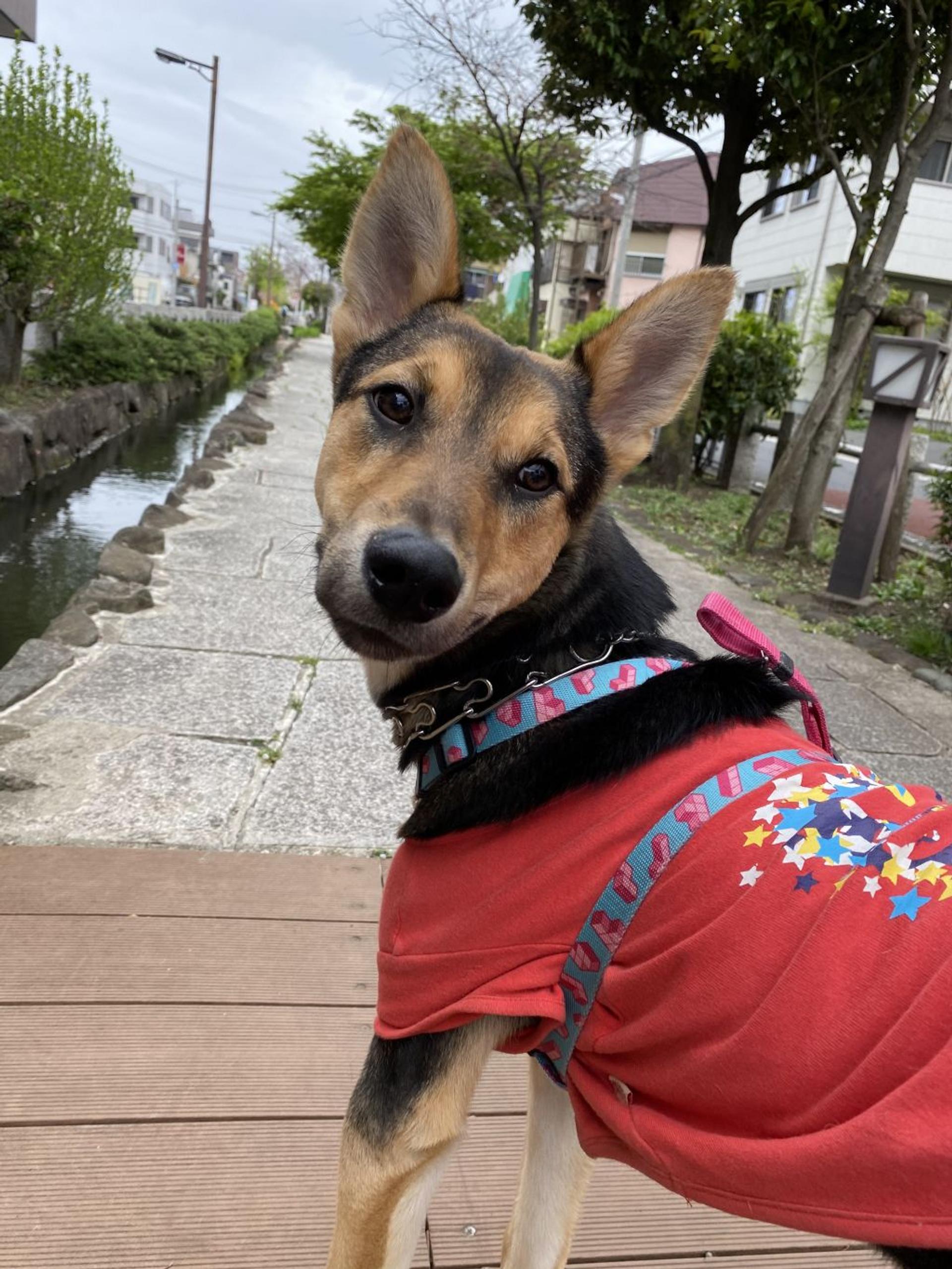 pet-image-3