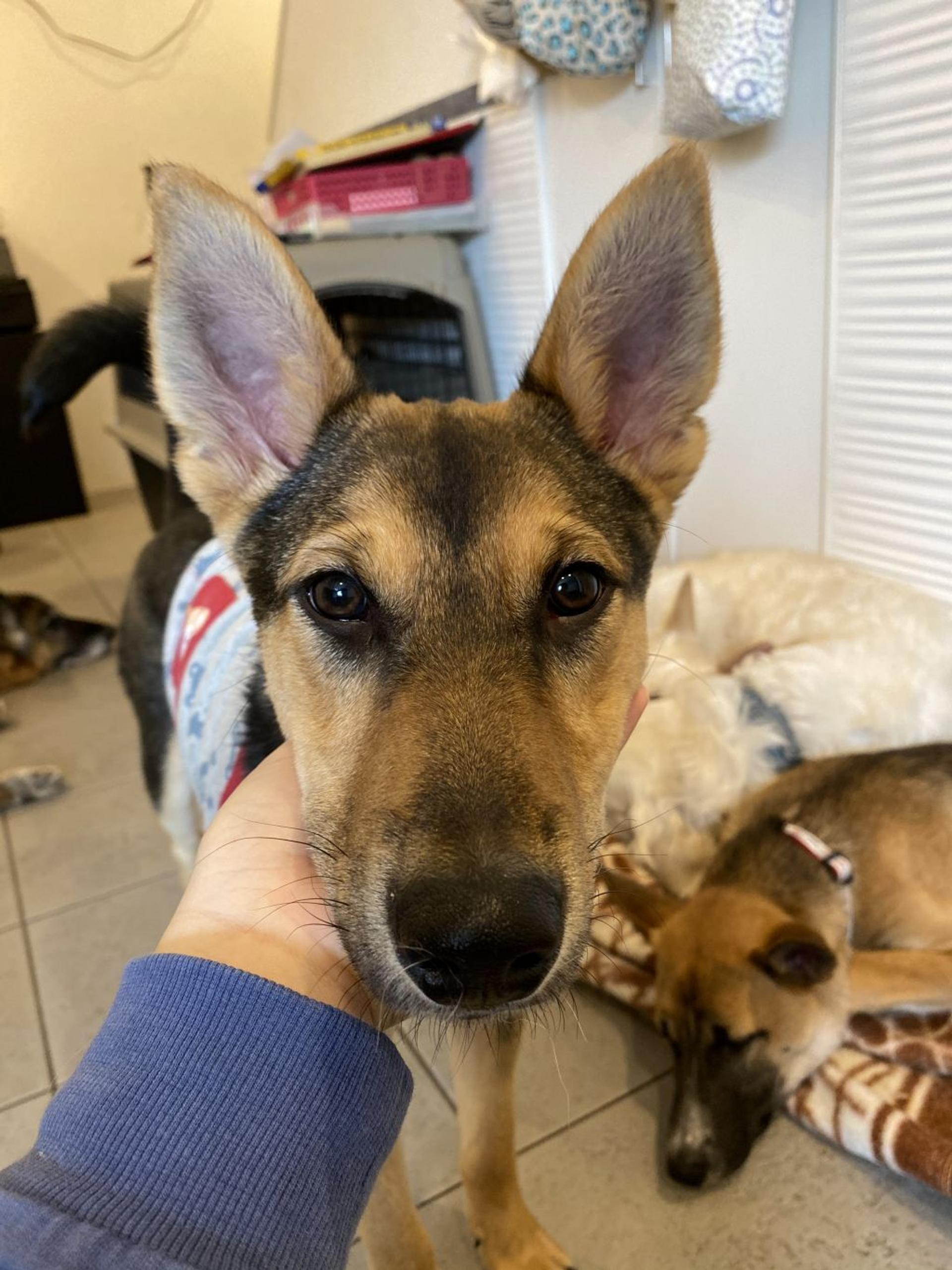pet-image-5