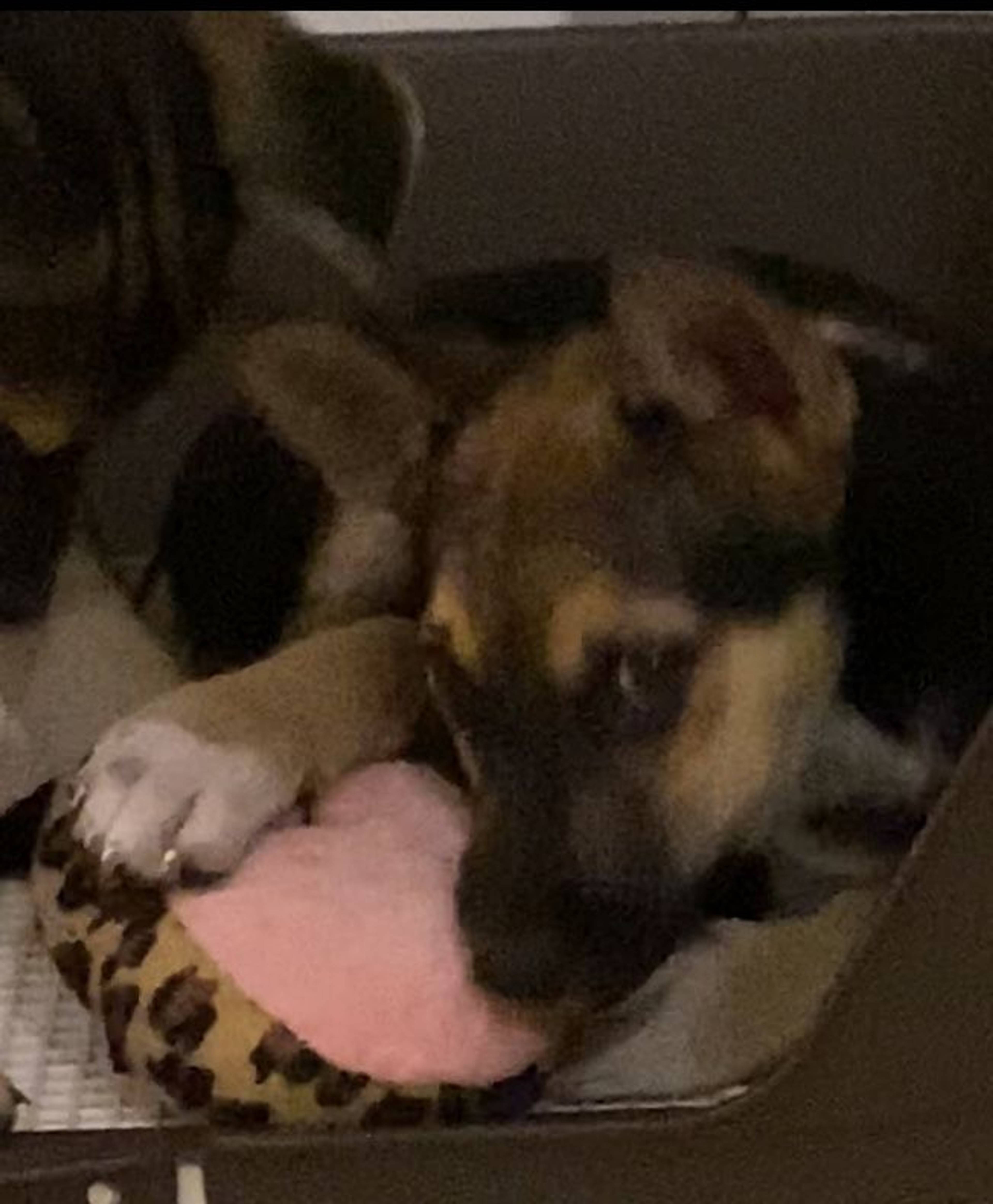 雑種（ミックス犬）・オスの里親募集の写真