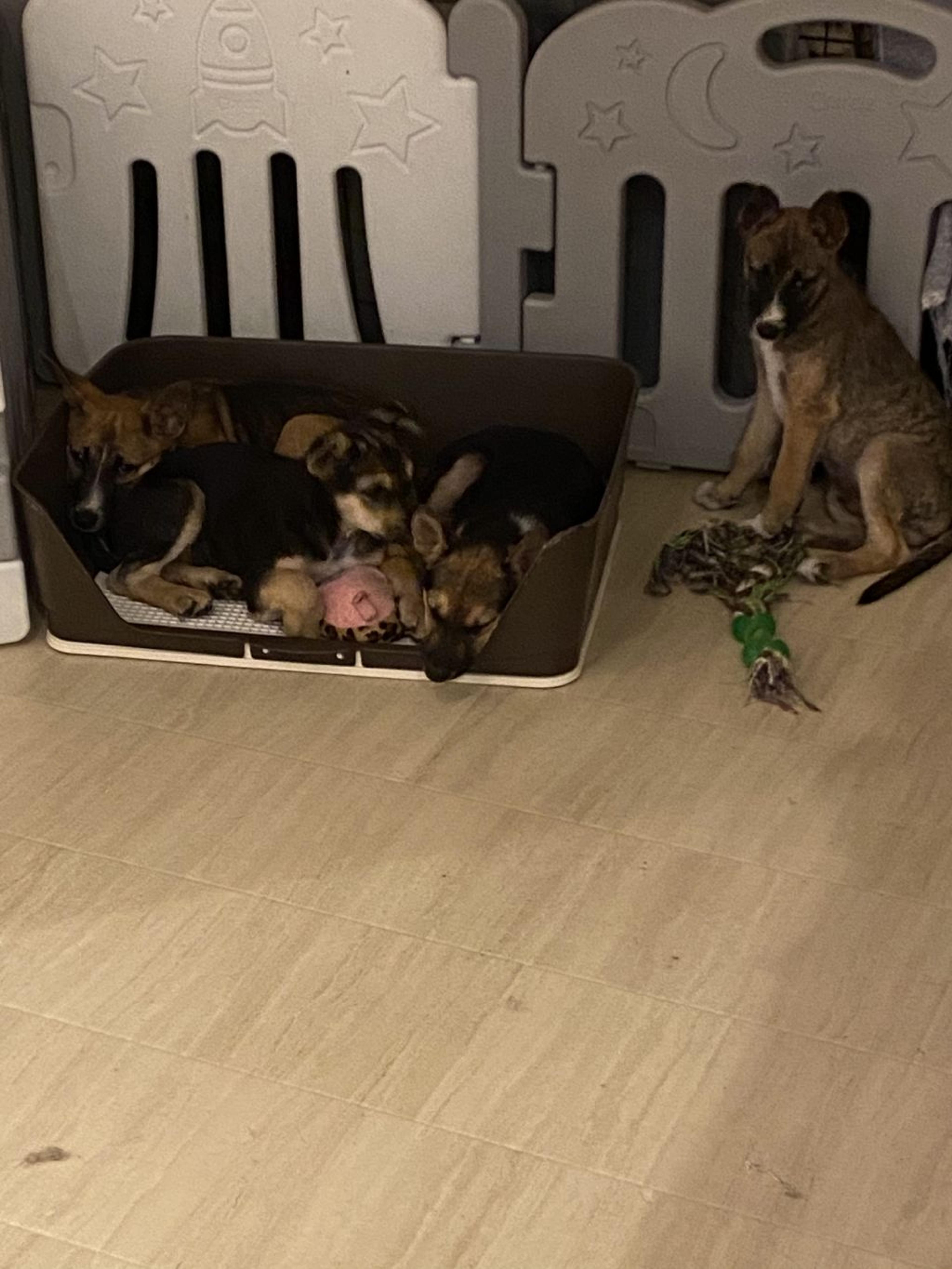 pet-image-2