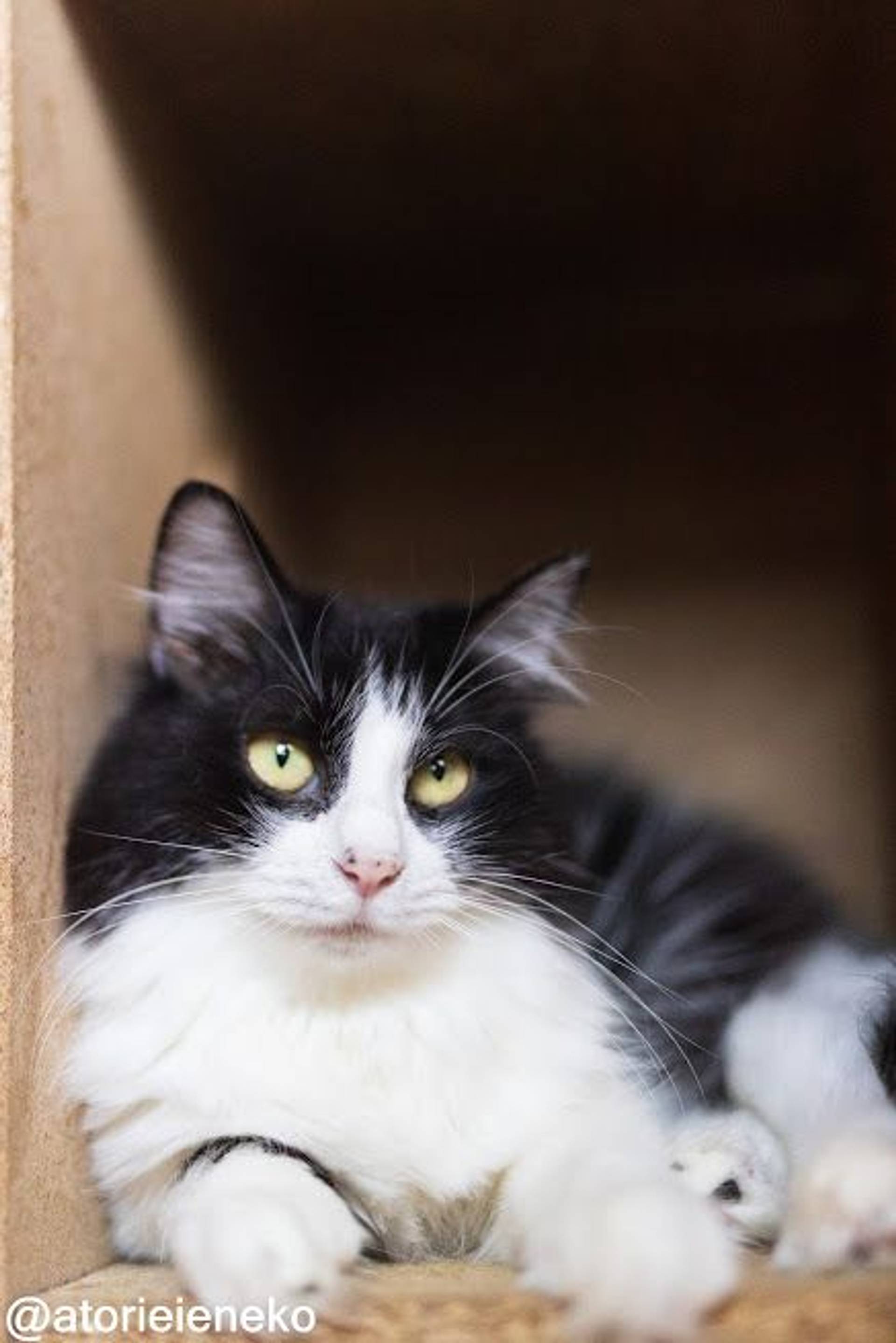 雑種（ミックス猫）・メスの里親募集の写真