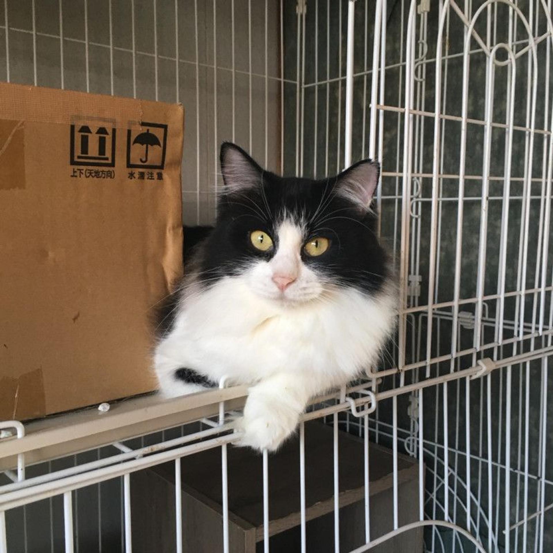 pet-image-4
