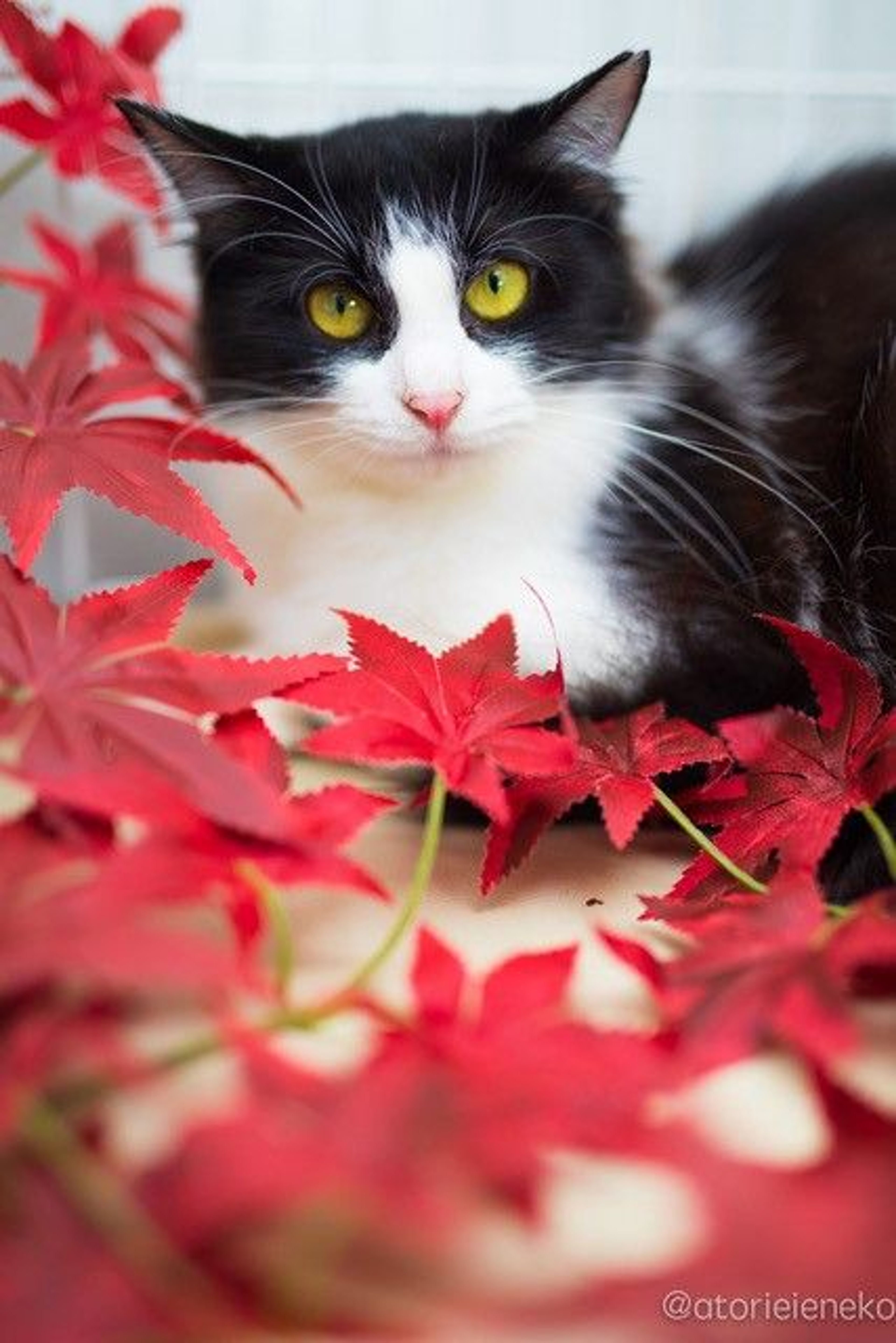 pet-image-5
