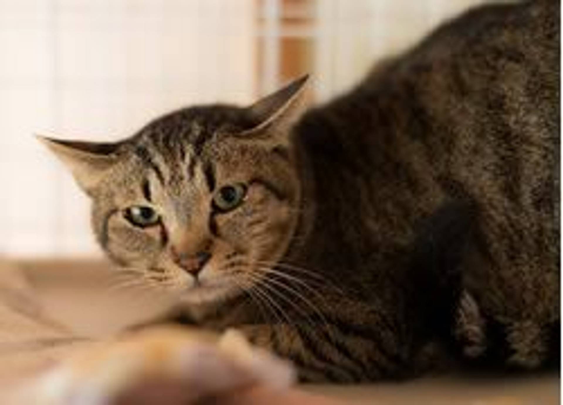 雑種（ミックス猫）・オスの里親募集の写真