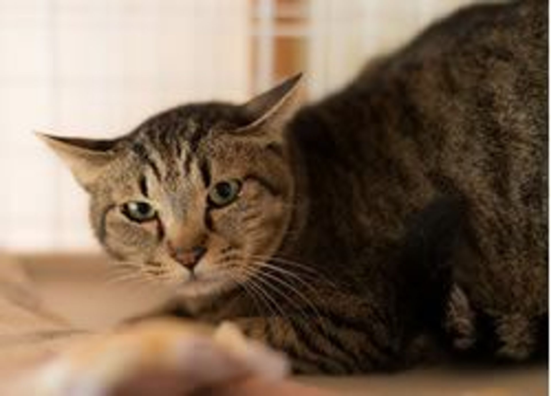 雑種（ミックス猫）・オスの里親募集の写真