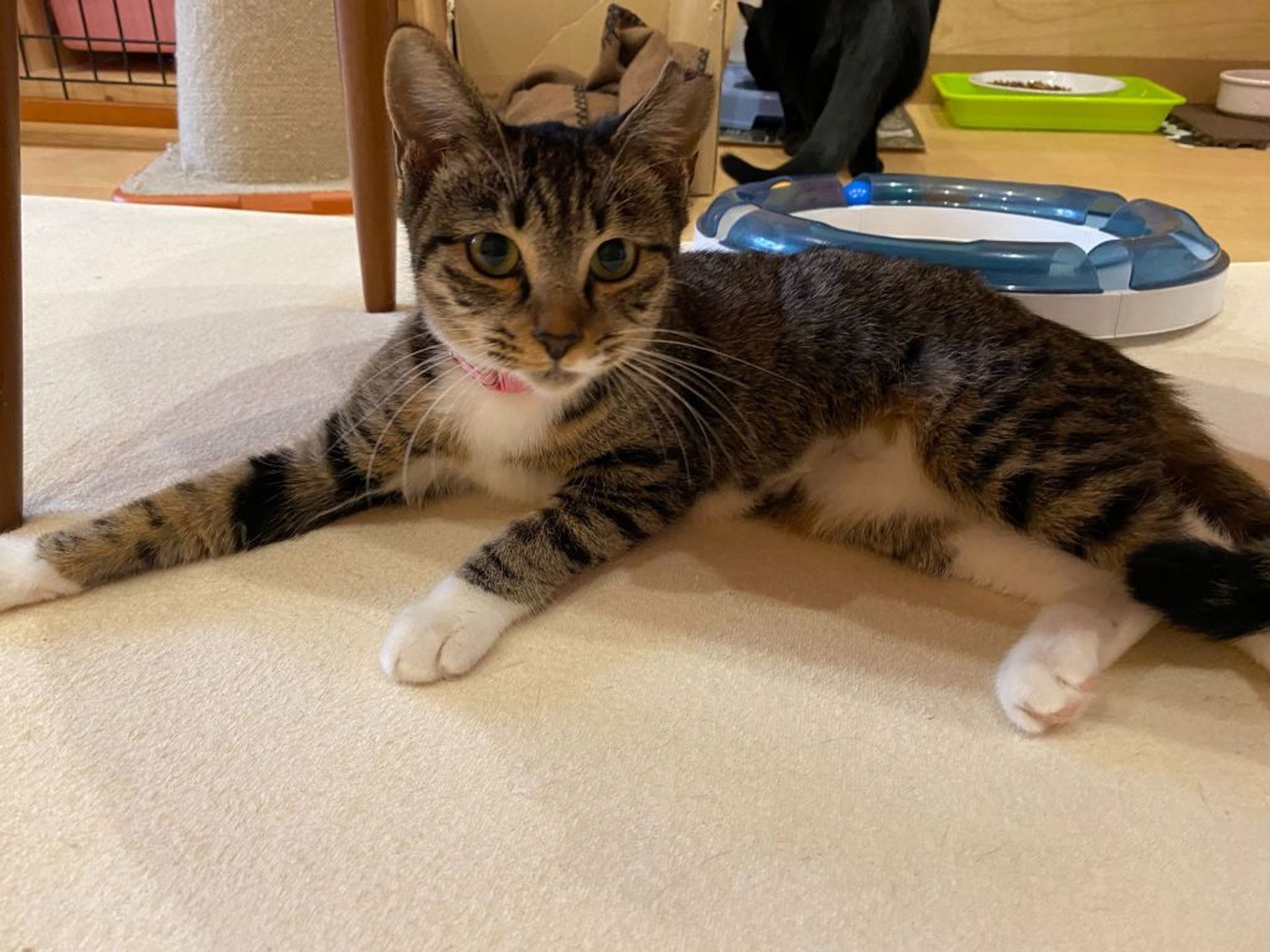 雑種（ミックス猫）・メスの里親募集の写真